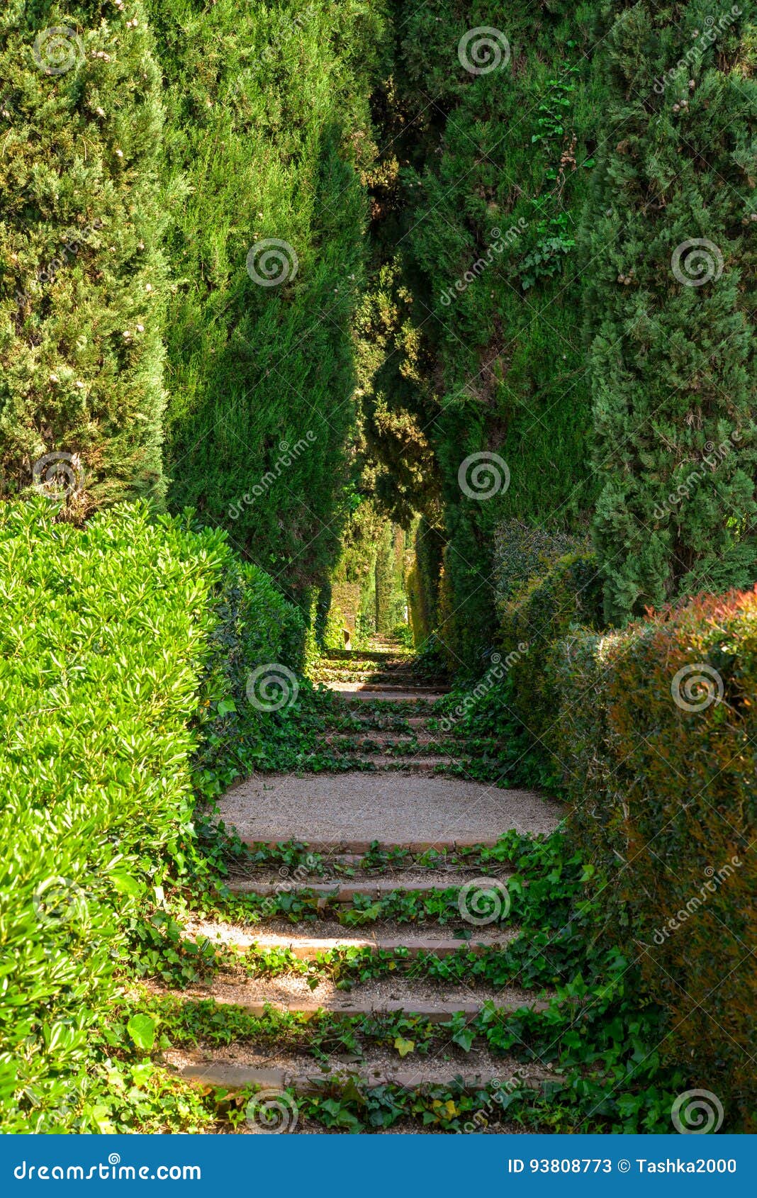 Staircase covered with ivy stock image. Image of garden - 93808773
