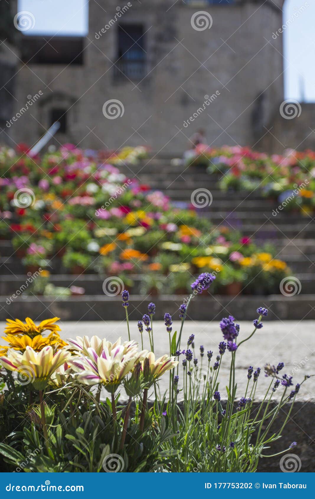 staircase in gothic quarter girona decorated flowers tiempo de flors festival