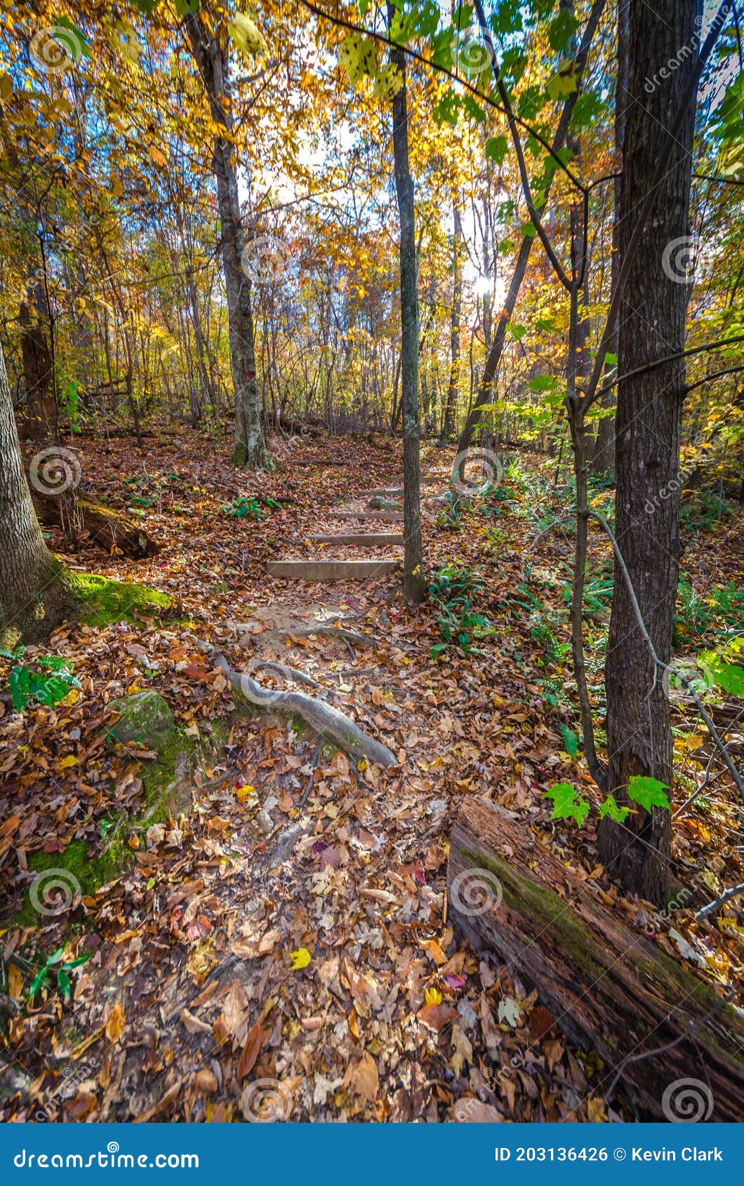 Stairs Along a Hiking Trail Stock Photo - Image of natural, nature