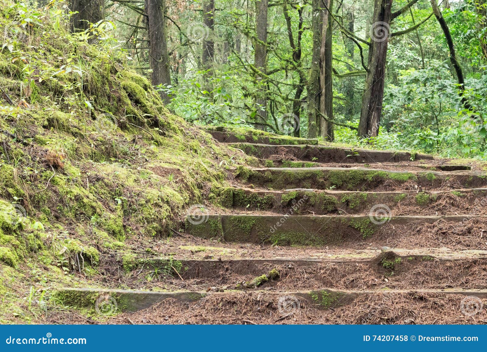 stairs in the forest