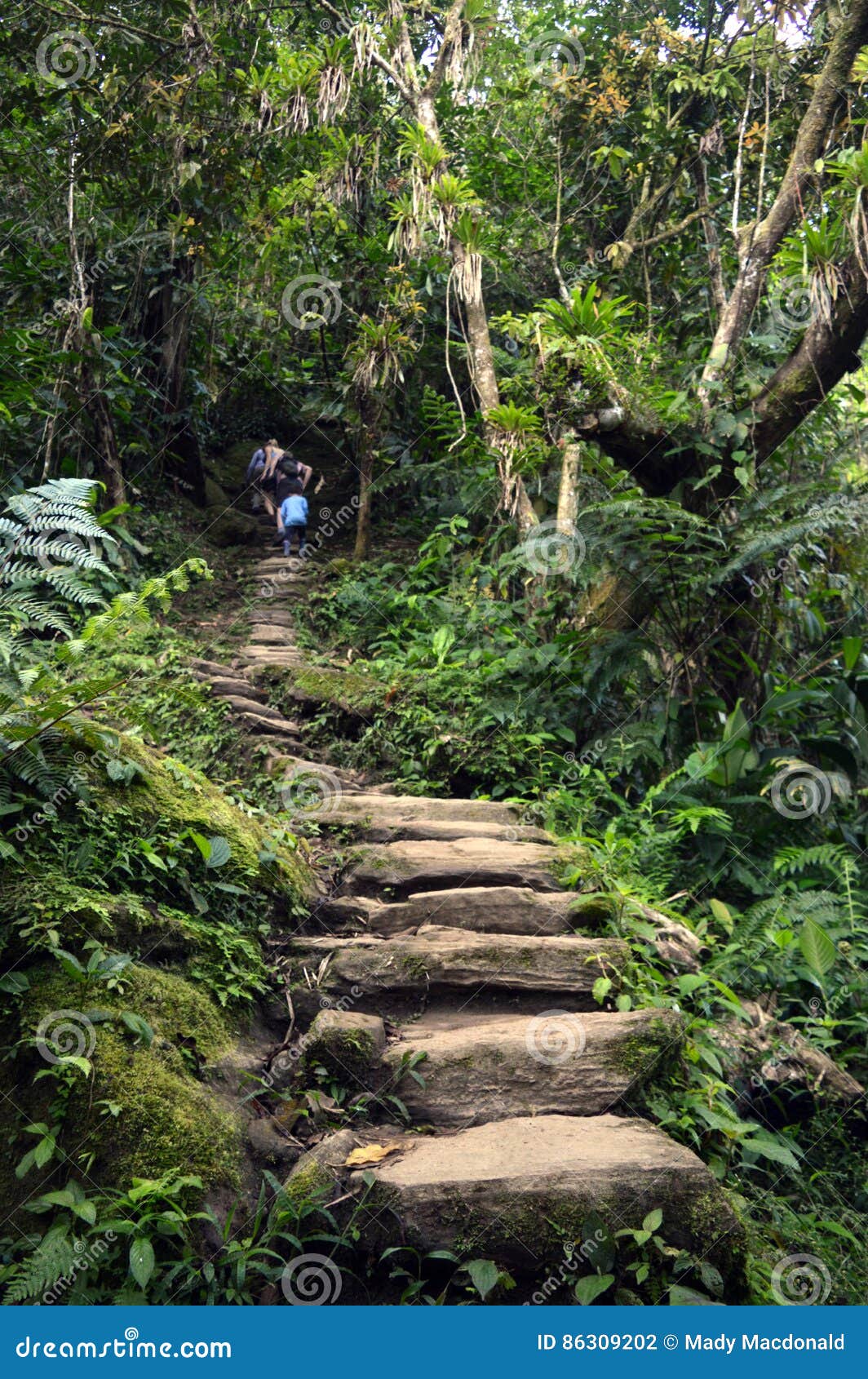 the stairs at the lost city, colombia