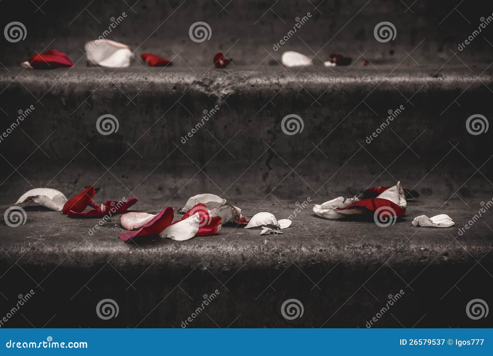 Stairs and roses stock image. Image of leaden, architectural 26579537