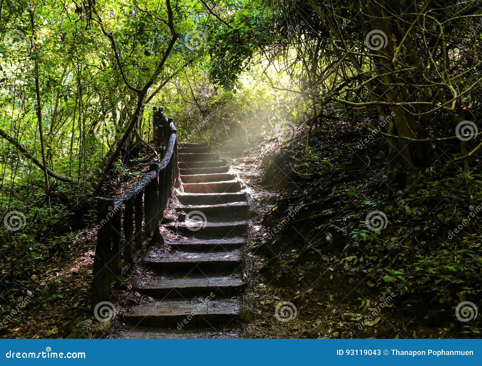 stairway pathway going a long way up to freshly green dense forest