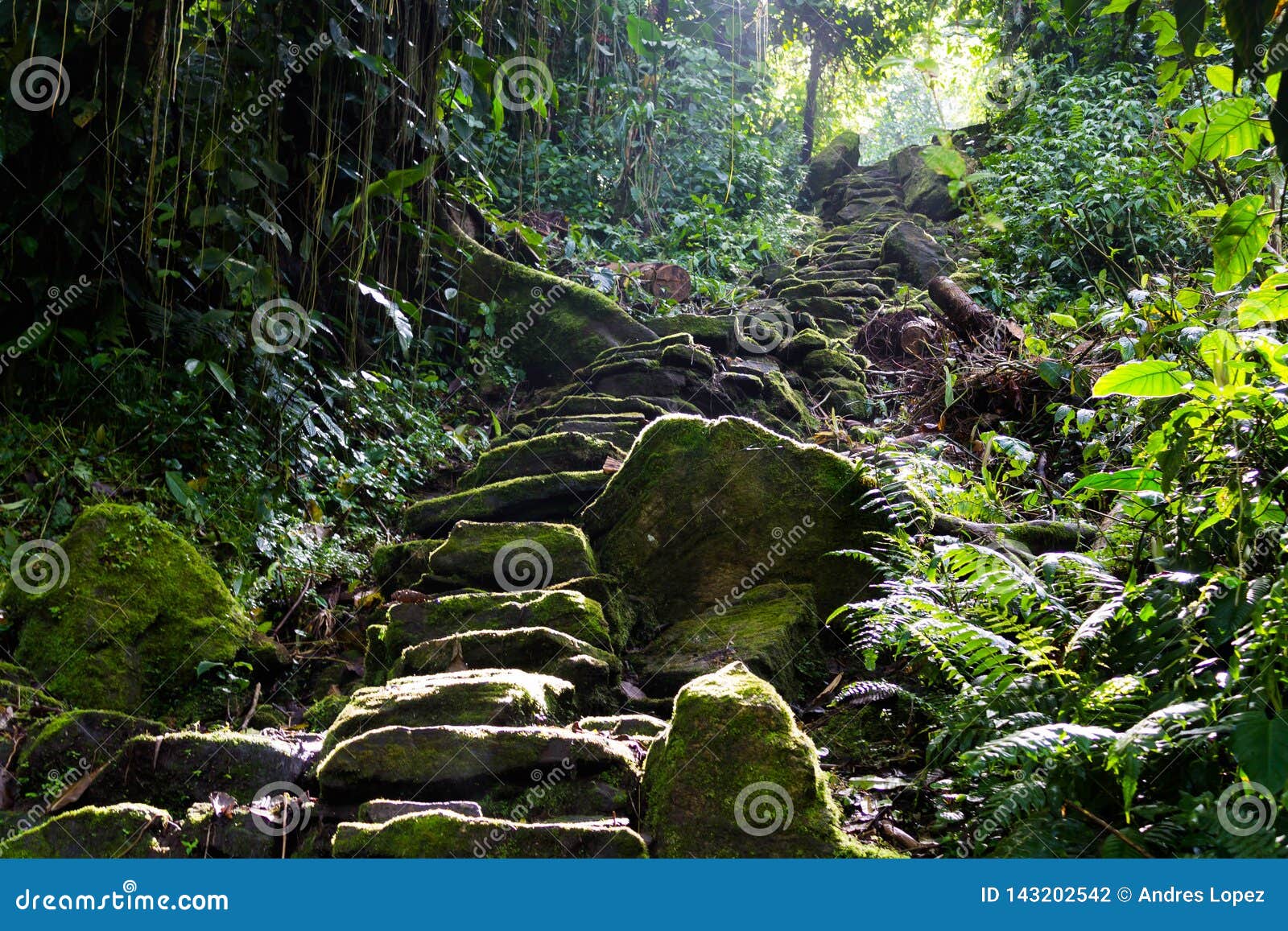 Stairway to natural heaven. Landscape into the mountains of Colombia in la Sierra Nevada old estructure made for the indigenous Tayronas tribe