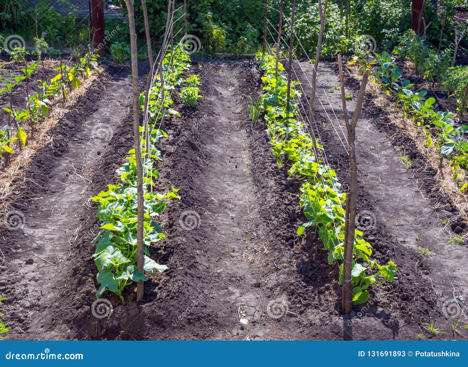 Stakes And Lanes Stretched Between Them In The Garden With Young