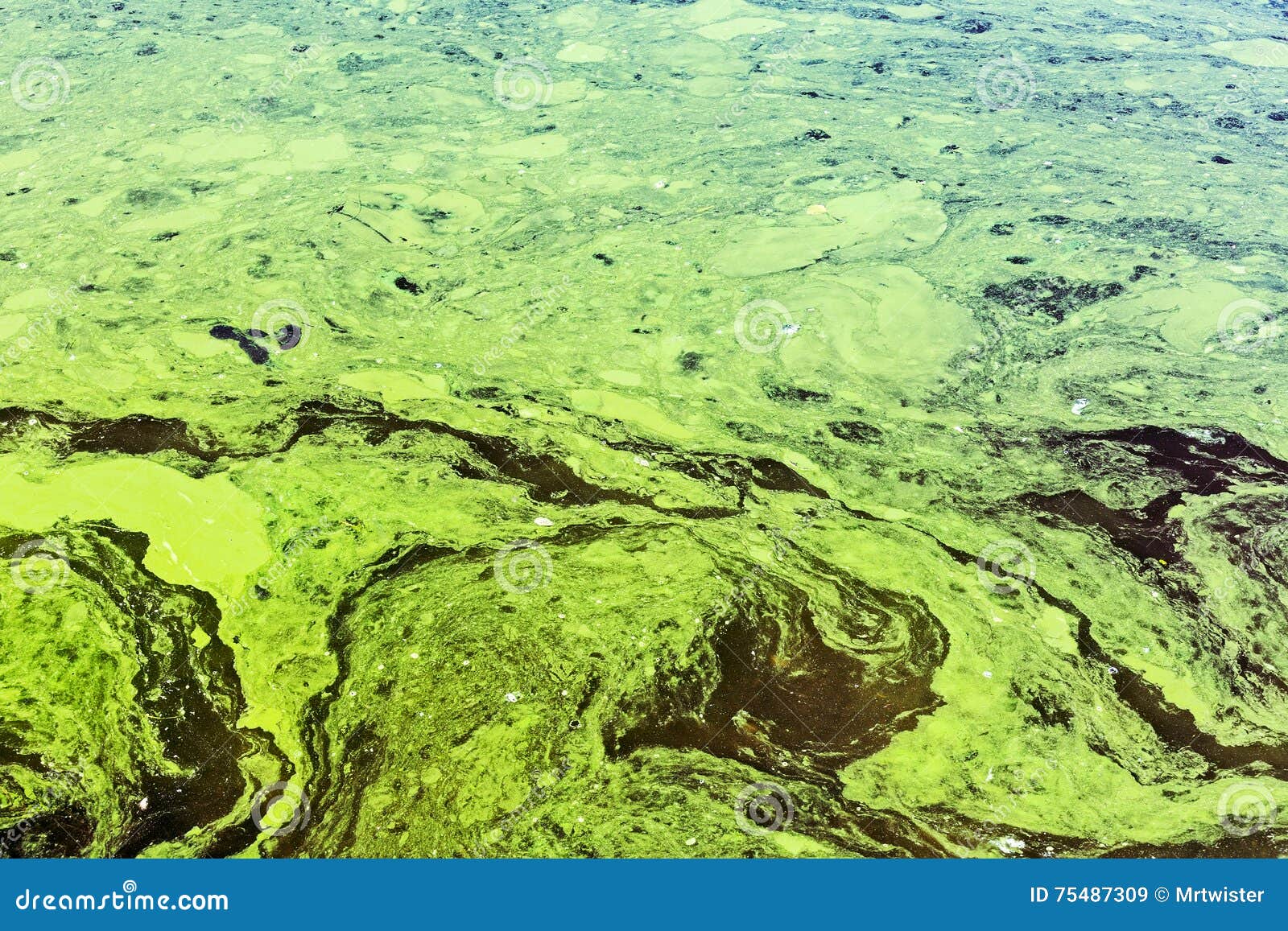 Stale Waters with Yellow and Green Scum Polluted by Industry Stock