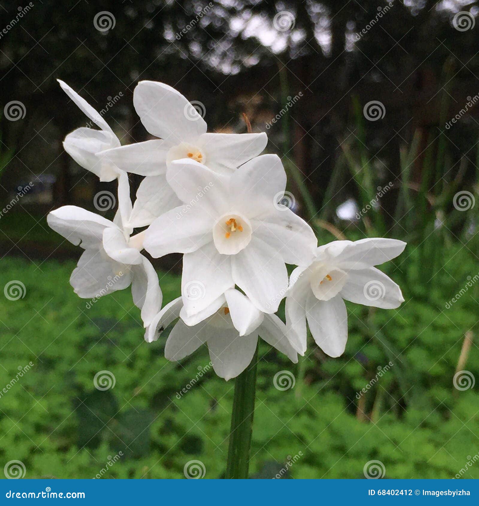 Stalk of blooming paperwhites in the foothills of Berkeley, California. Shot beside suburban north Berkeley s Berryman Path.