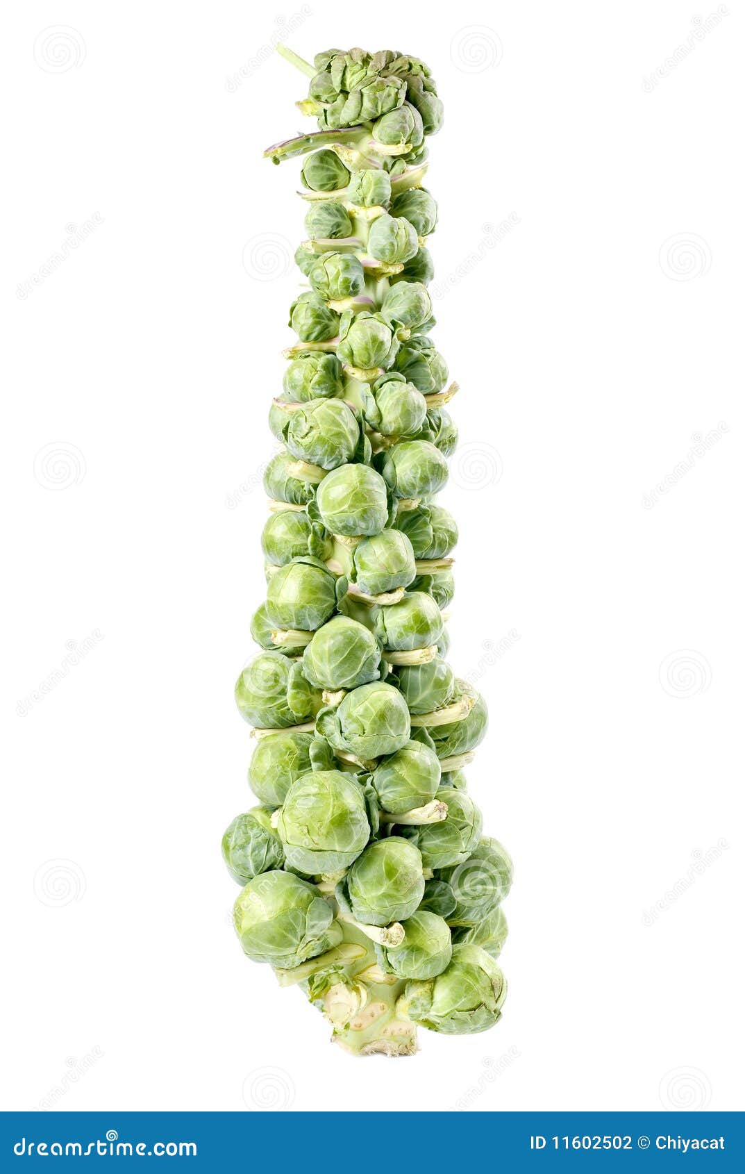 Stalk of Brussels Sprouts stock photo. Image of leaf 11602502