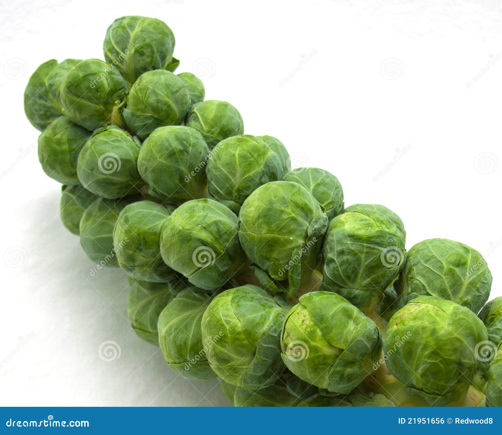 Stalk of brussels sprouts stock photo. Image of nutrition 21951656