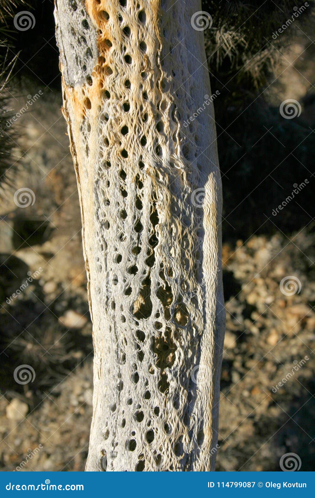 the stalk of a dead cactus, cholla cacti in the ajo mountains, organ pipe cactus national monumenta