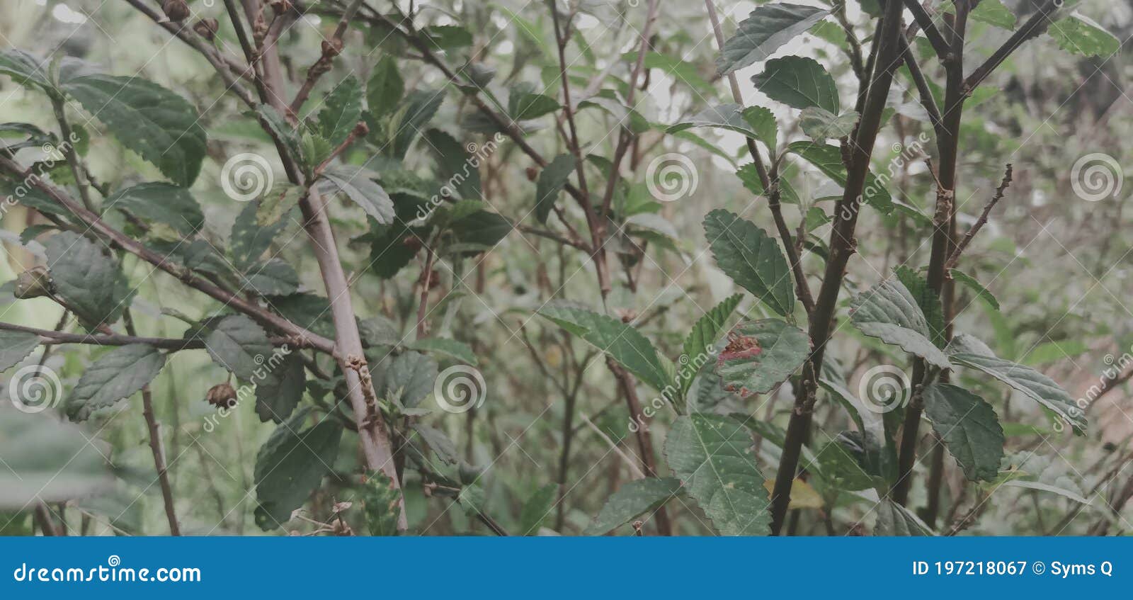 This Plant Looks Dead But Is Actually Starting To Grow Through Its