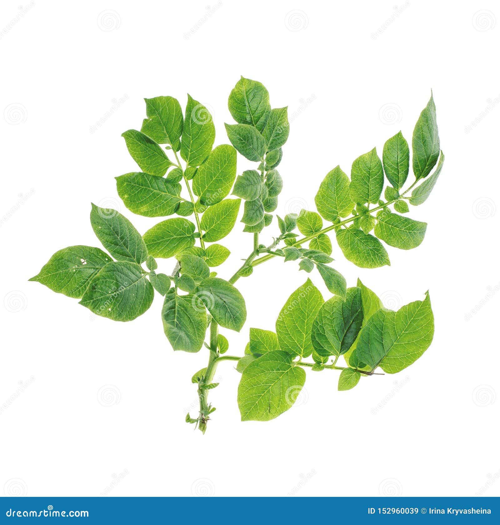 Stalk of Potatoes with Green Leaves Stock Image Image of gardening