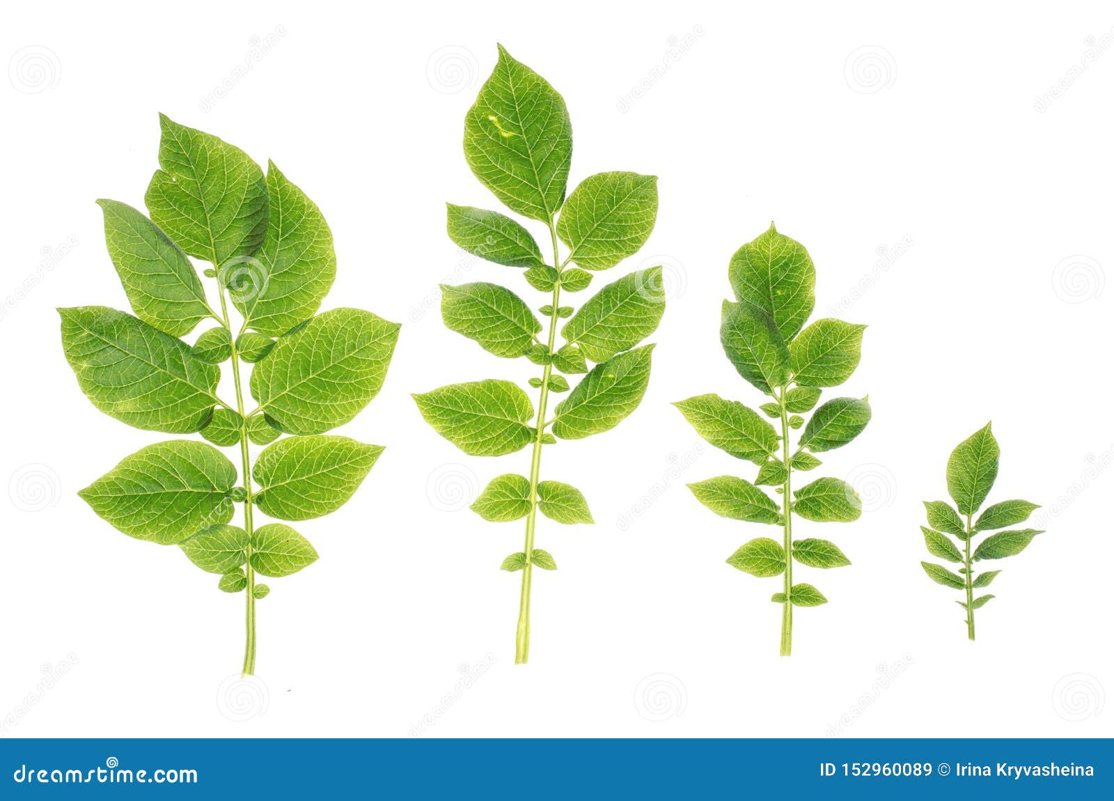 Stalk of Potatoes with Green Leaves Stock Image Image of harvest