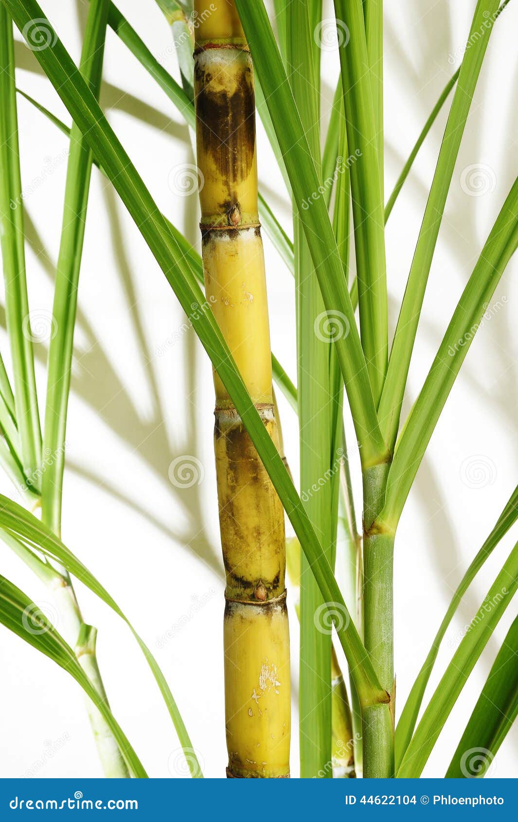 Sugarcane Stem