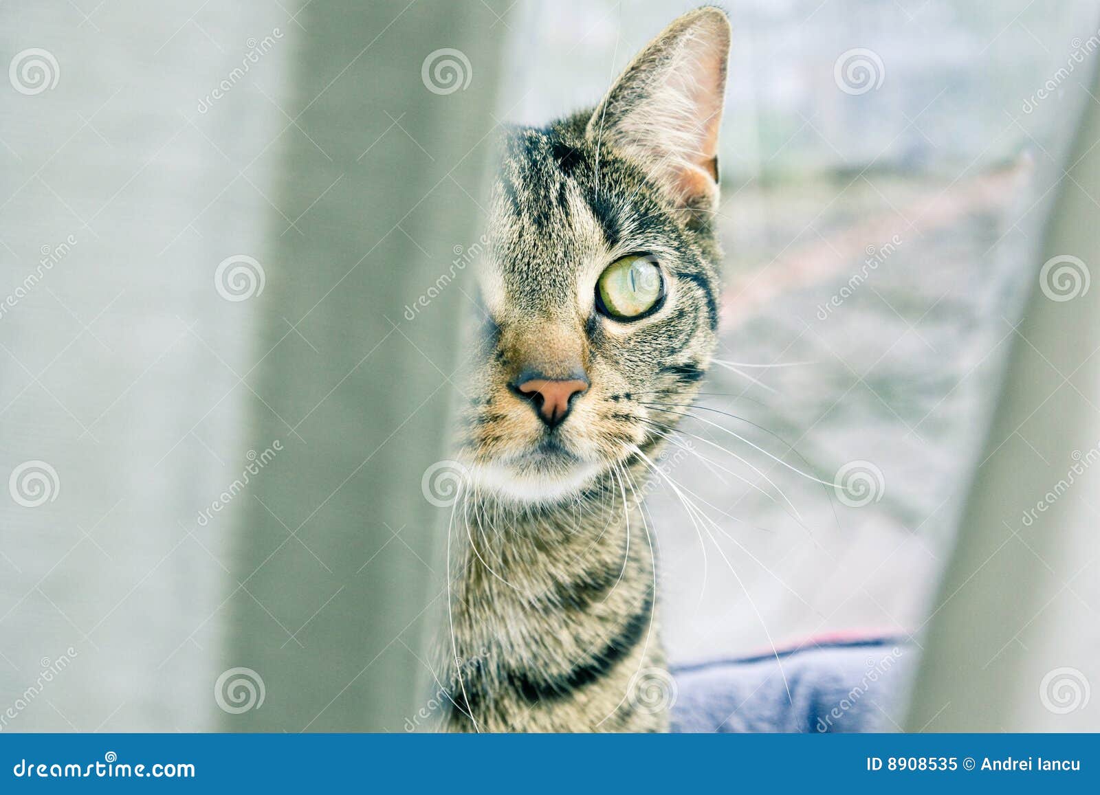 Stalker cat stock image. Image of hidden, adorable, cute - 8908535