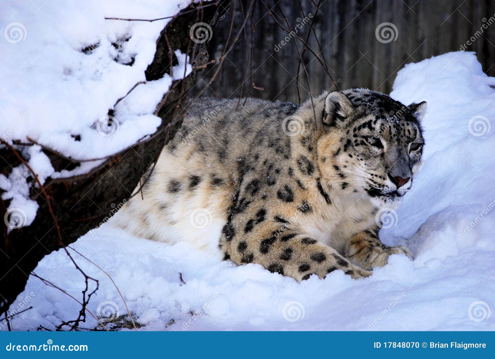 Snow Leopard  Saint Louis Zoo
