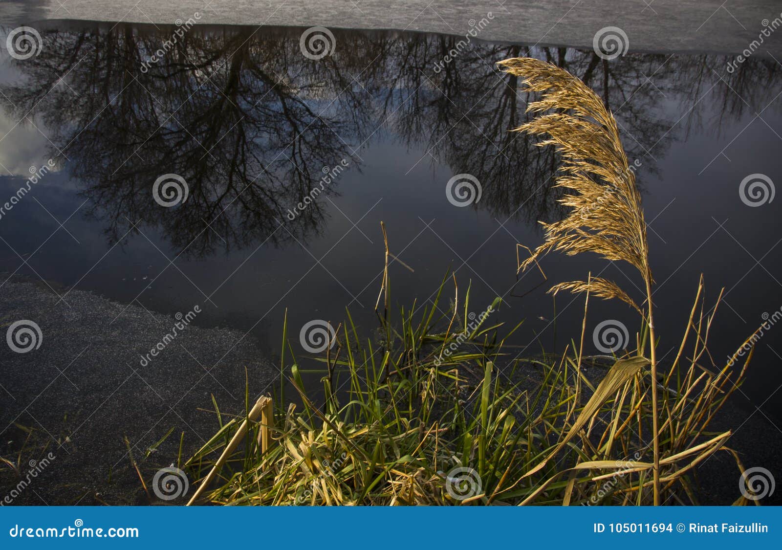 Stalks Of Dried Reeds On The Shore Of A Freezing Lake Stock Photo