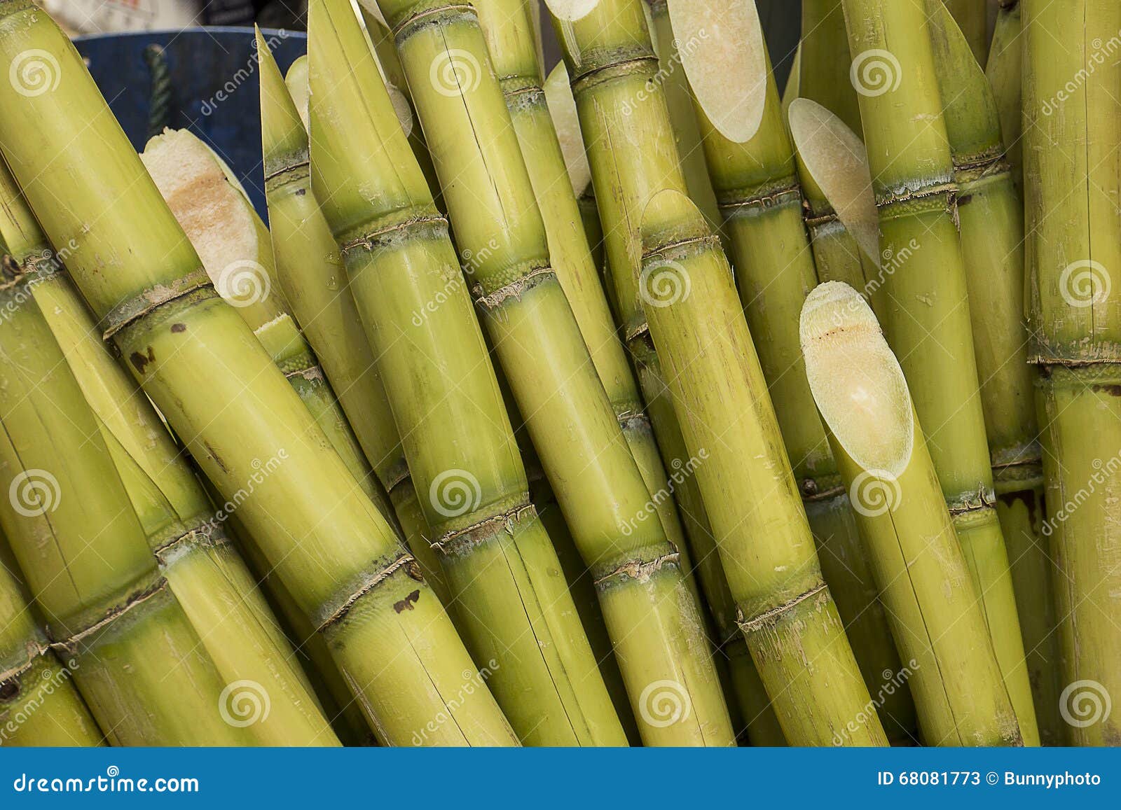 stalks of sugarcane