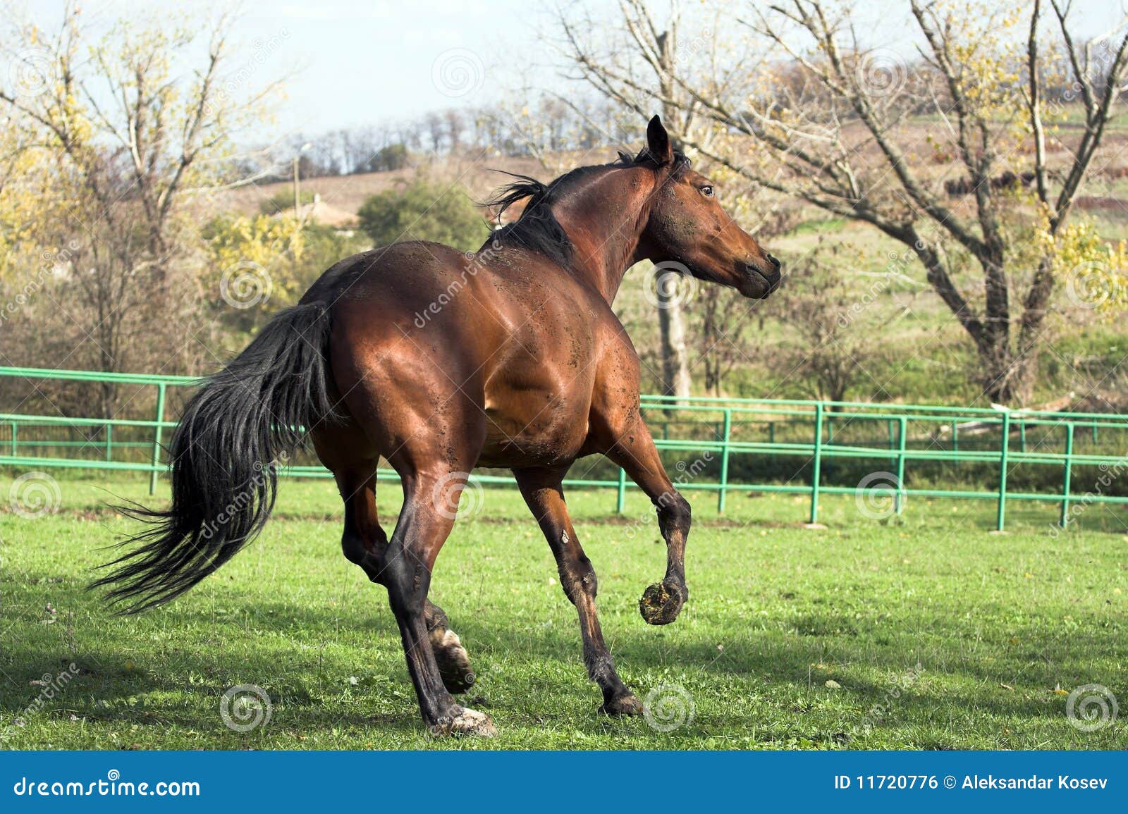 Stallion stock photo. Image of animal, chestnut, stallion - 11720776
