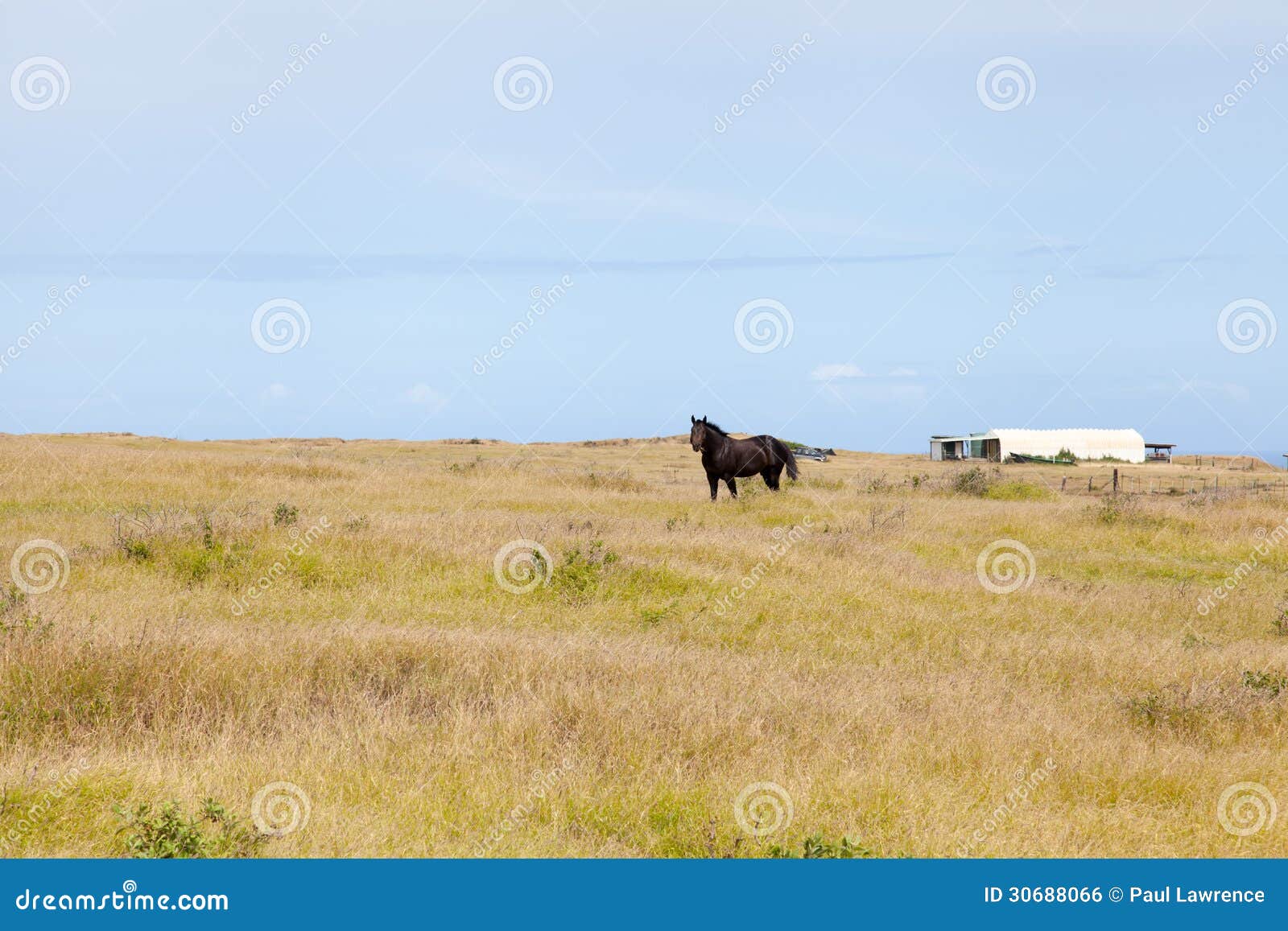 Stallion Alone in Pasture stock photo. Image of rural 30688066