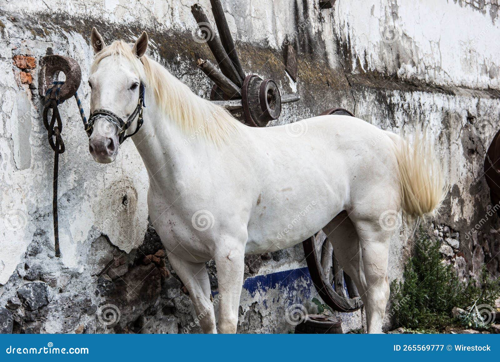 Stallion Equus Caballus Con Un Atado a Un Anillo De Metal Oxidado En Una Pared Stock de ilustración - de metal, atado: 265569777