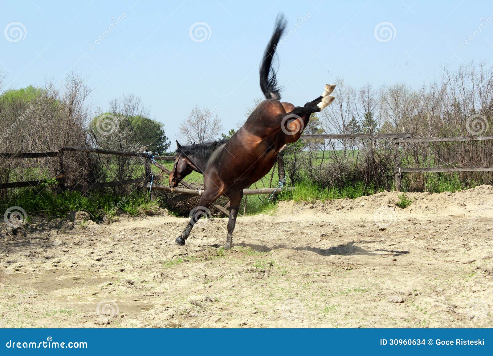 Stallion Kicking in Paddock Stock Photo Image of power, farm 30960634
