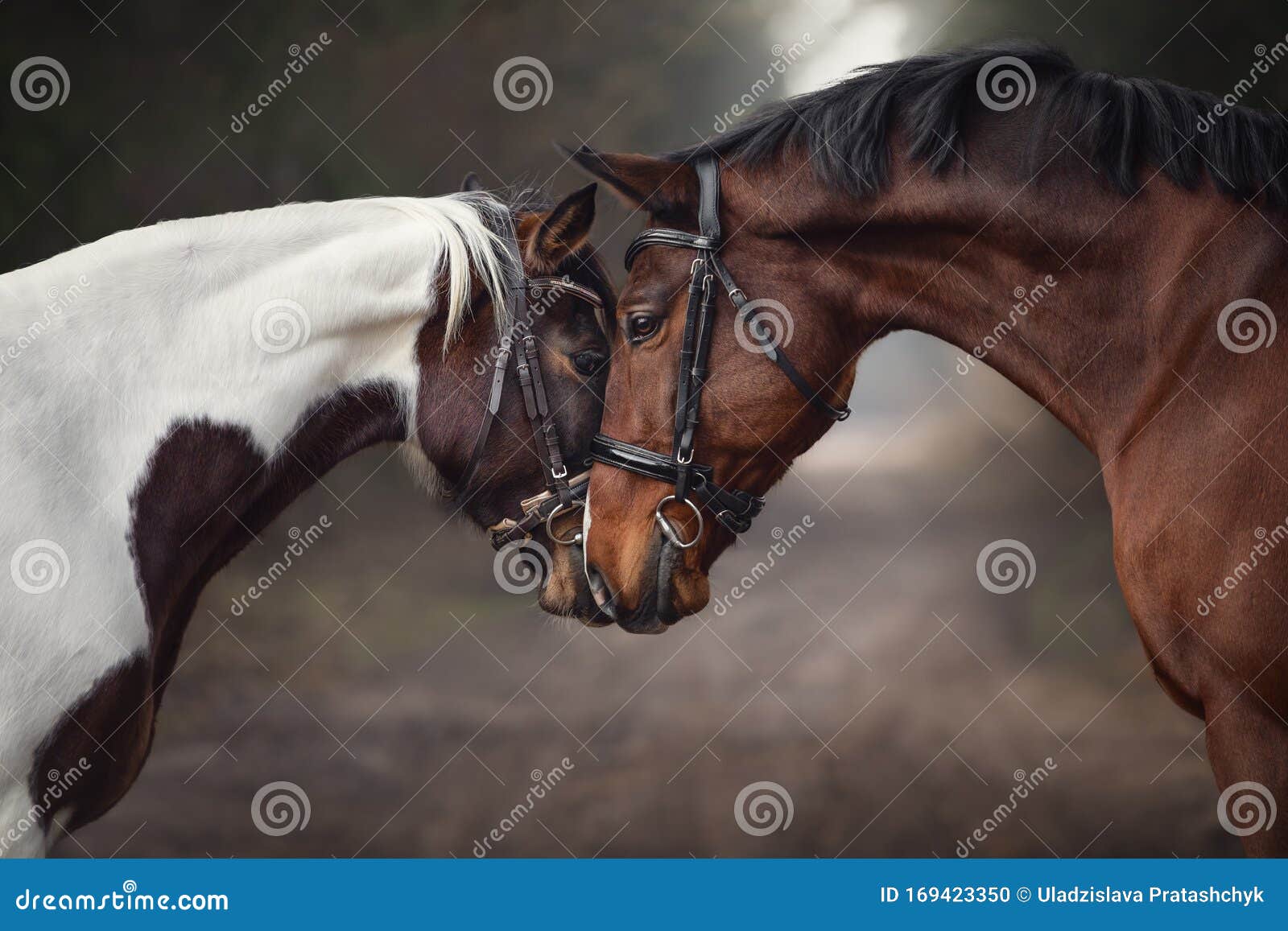 stallion and mare horses in love nose to nose sniffing each other on road in forest