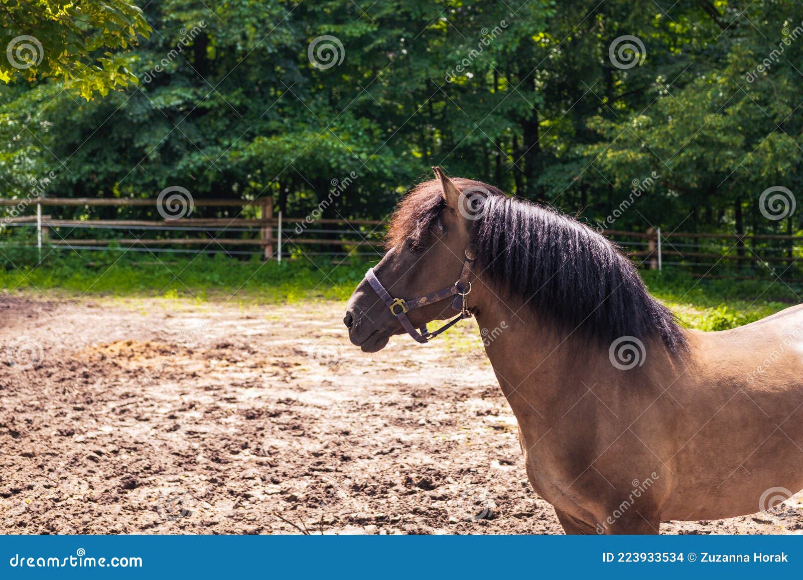 stallion of polish konik horse, seen in profile, standing in a paddock in horse breeding in florianka, zwierzyniec, roztocze,