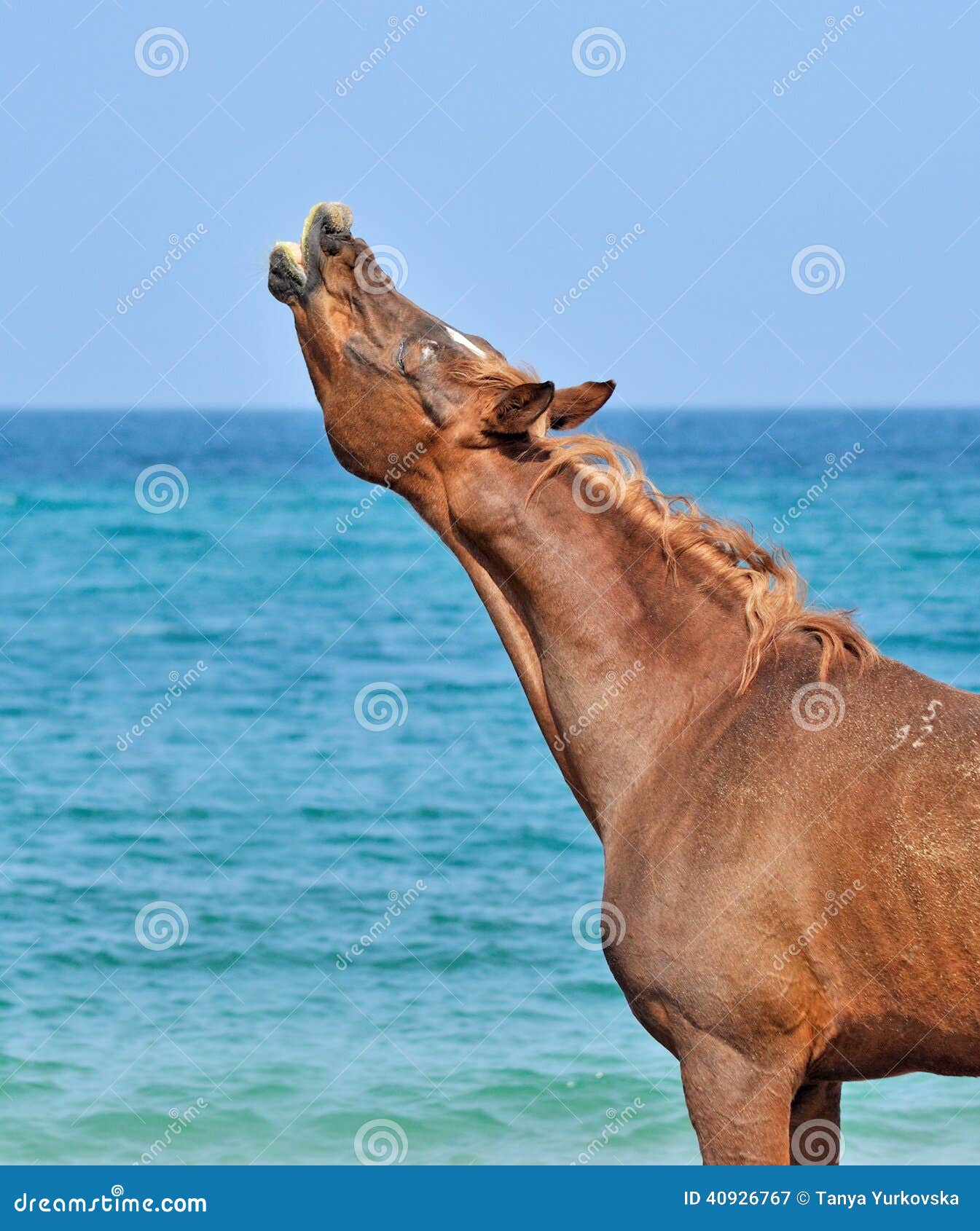stallion sniffs the air on the beach with his head up
