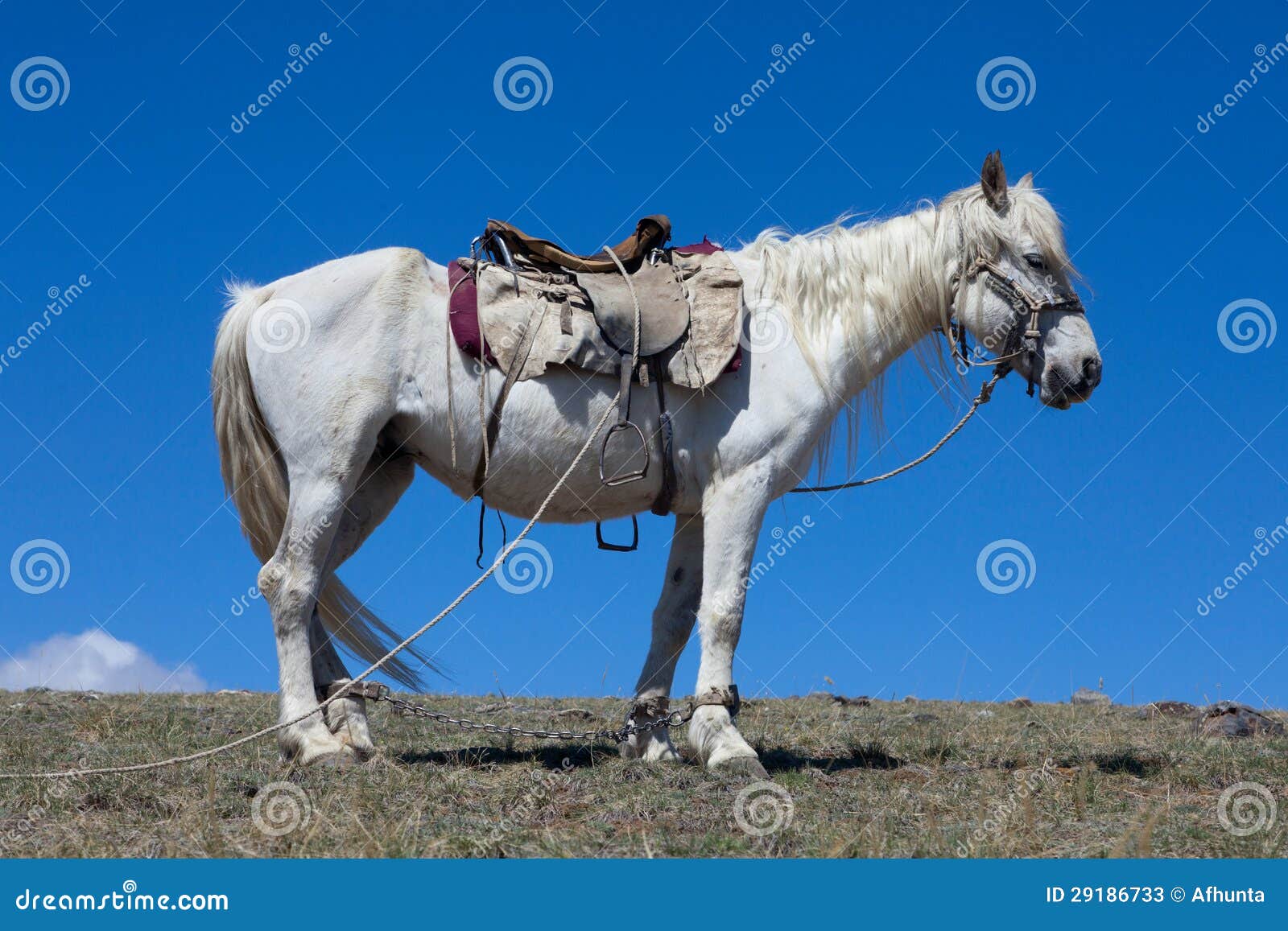 Stallion under saddle stock image. Image of cloud, blue 29186733