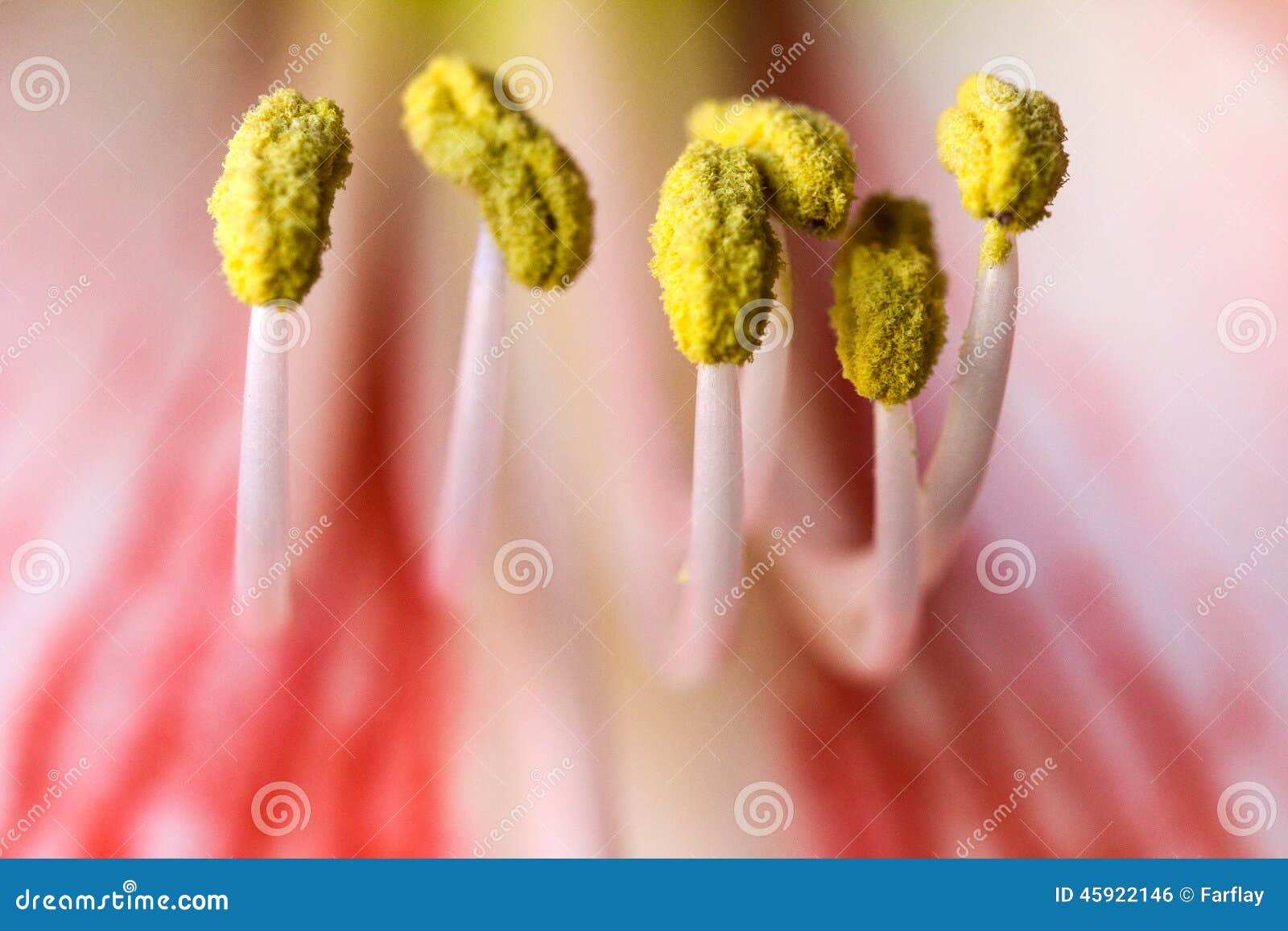 Stamen stock photo. Image of petals, stamen, polen, reproduction 45922146
