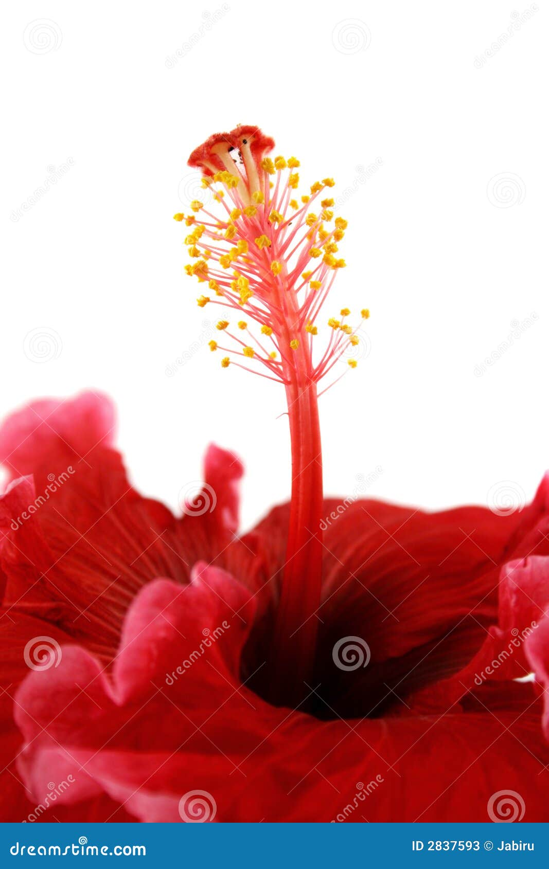 Stamen of Hibiscus 2 stock image. Image of petals, tropical 2837593