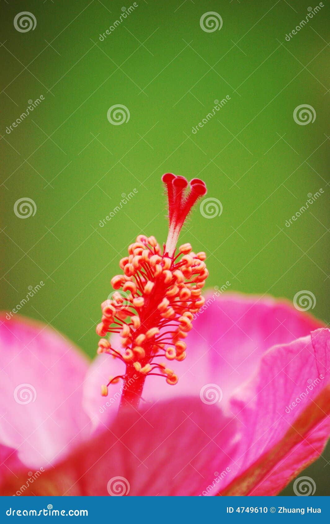 stamen of hibiscus