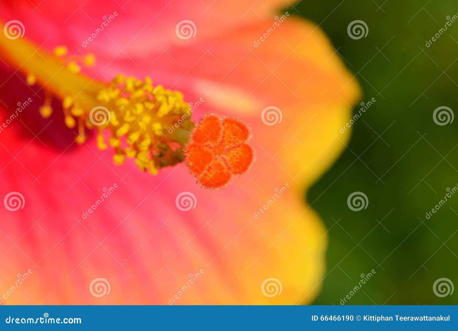 Stamen and Pistil of China Rose Flower Stock Photo Image of vibrant