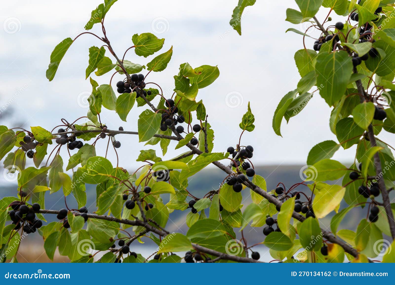 Stamm Der Gemeinsamen Buckthorn-Rhamnus-Kathartica Im Herbst. Schöner  Heller Blick Auf Schwarze Beeren Und Grüne Blätter in Der Nä Stockfoto -  Bild von schönheit, bunt: 270134162