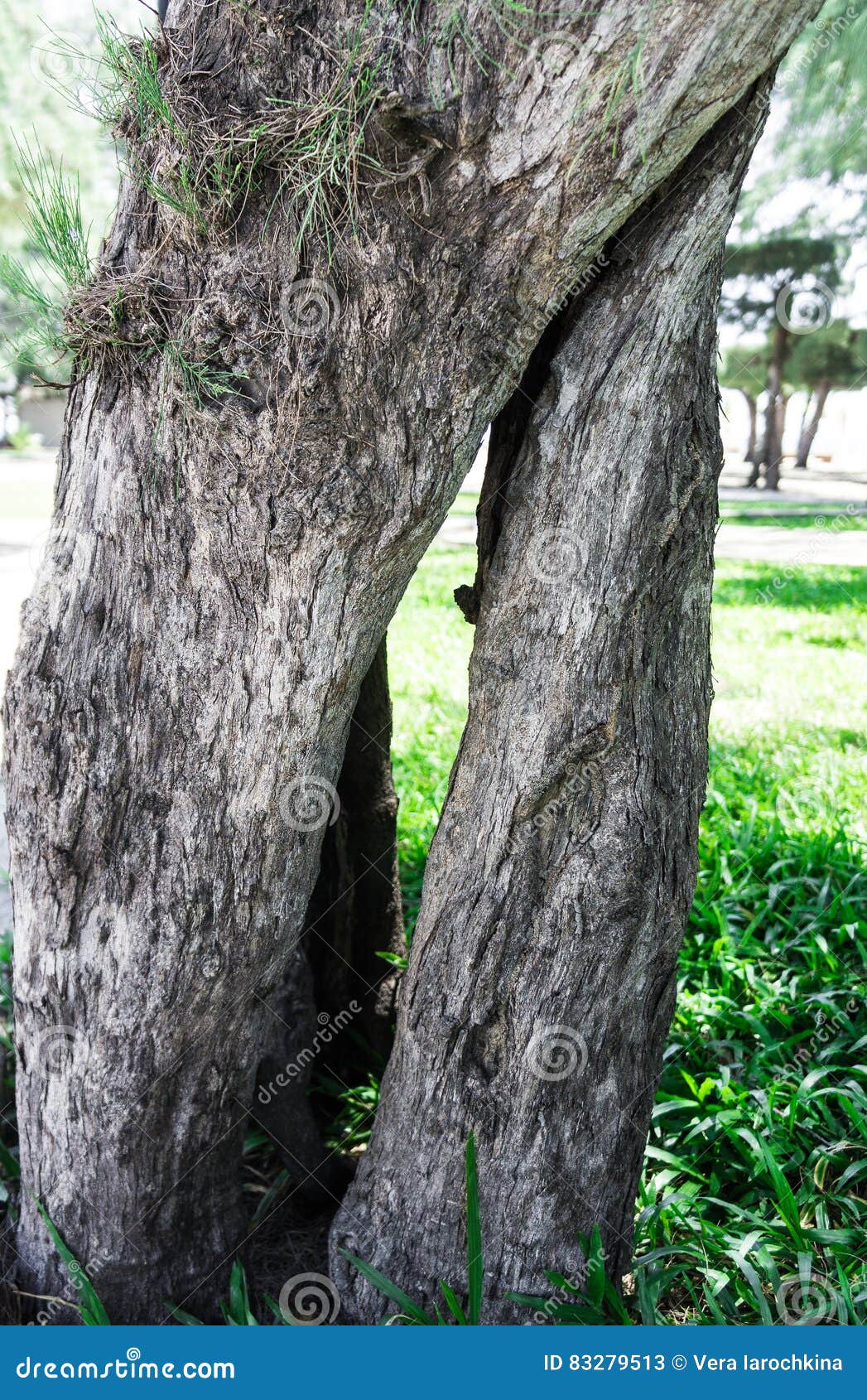 Stammkiefer Mit Einem Loch an Den Wurzeln Stockbild Bild von