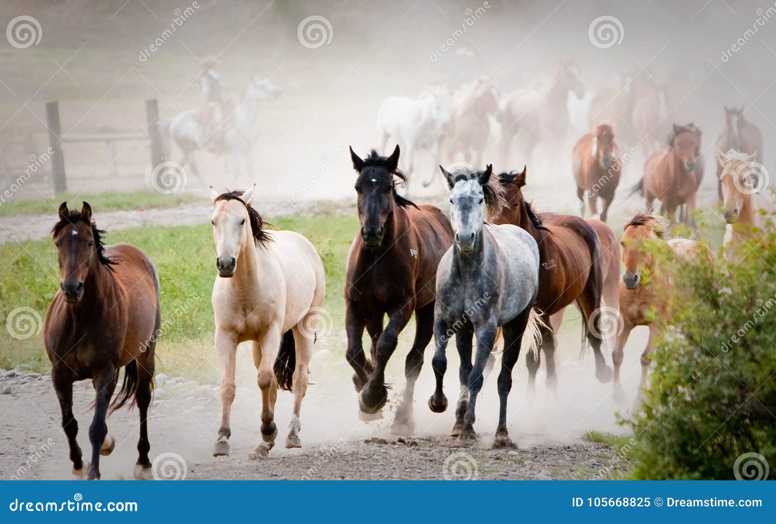 stampede of multi-colored horses
