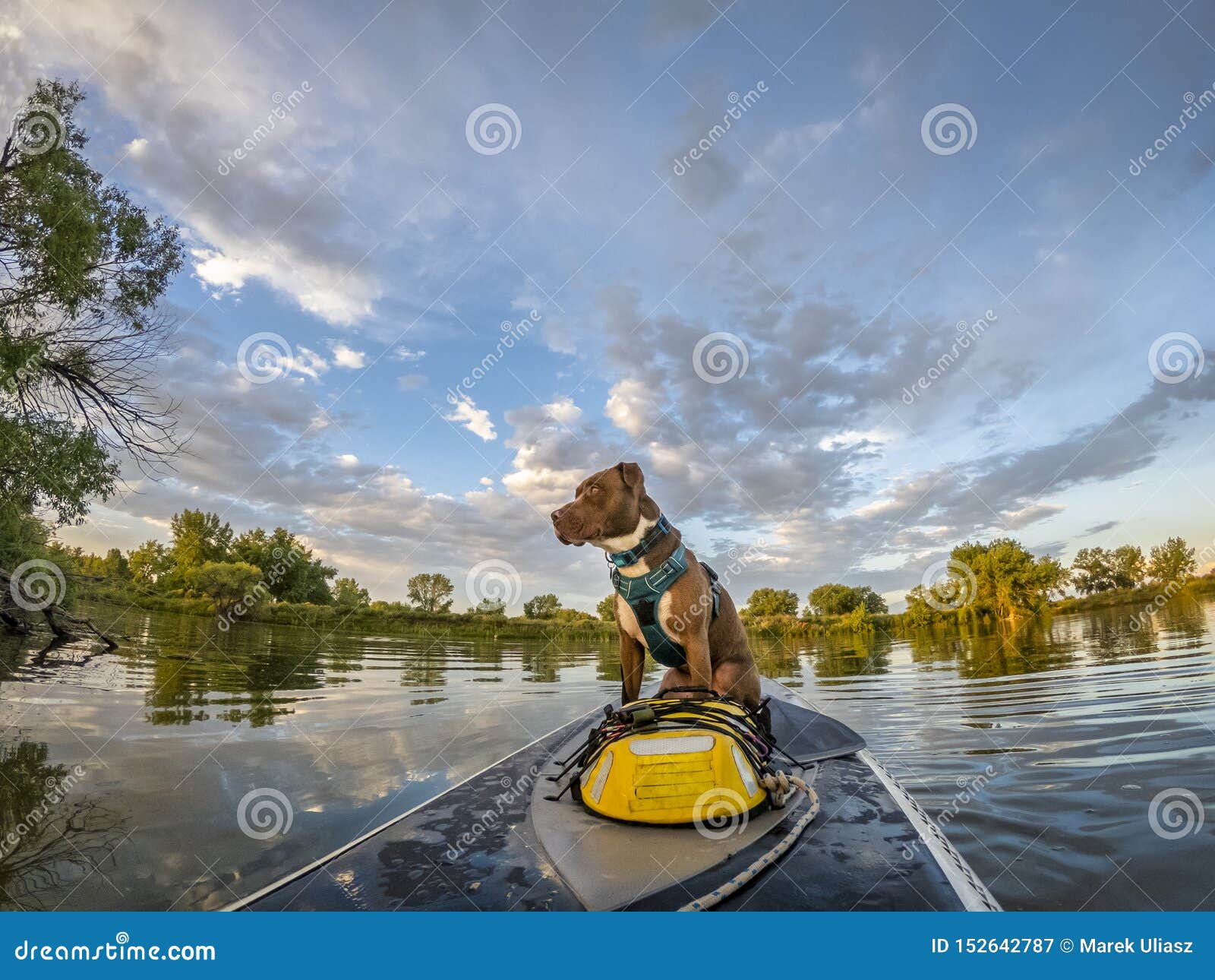 Stand Up Paddling With A Dog Stock Image Image Of Calm Paddling