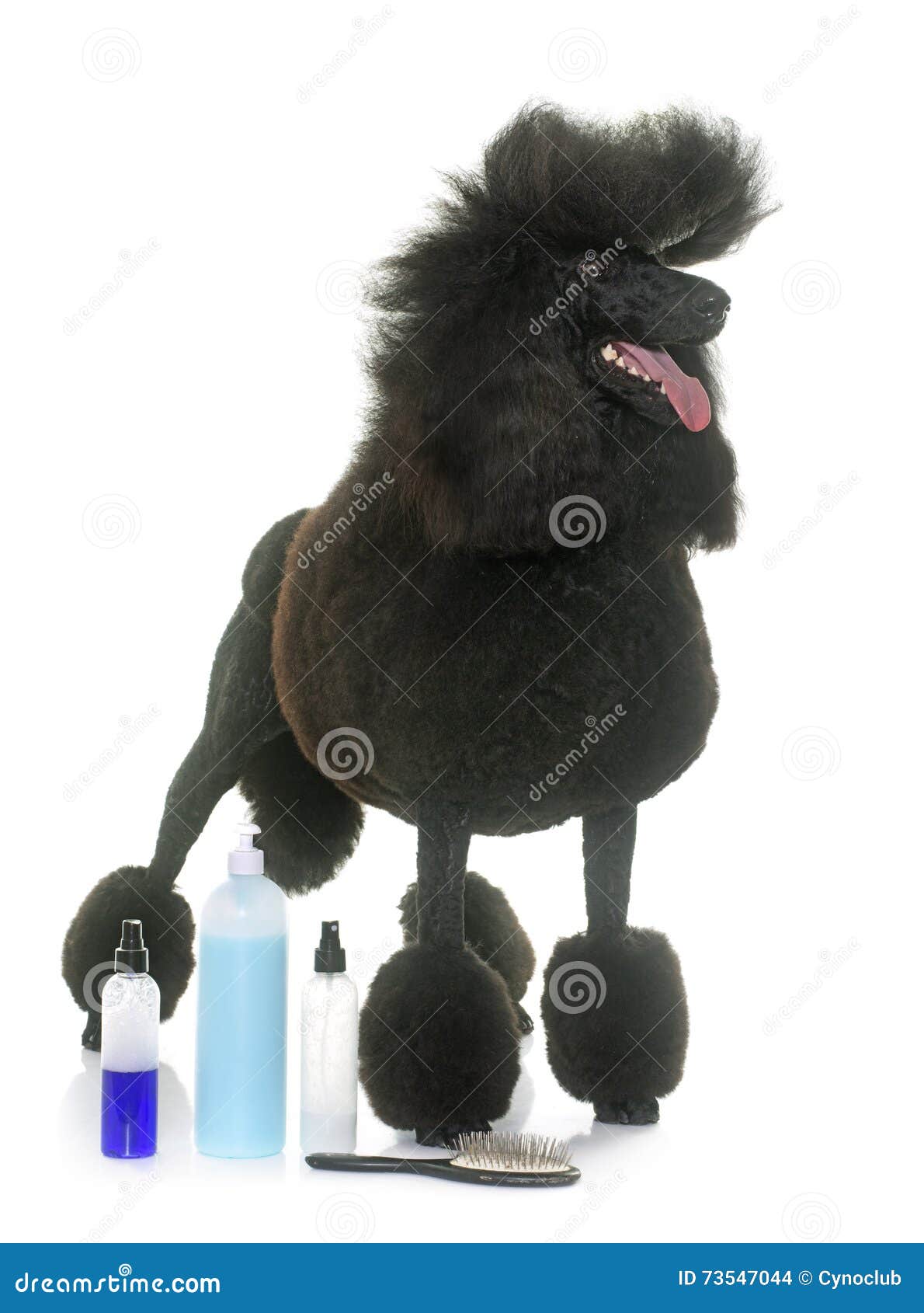 Standard Black Poodle and Shampoo Stock Photo Image of black, animal