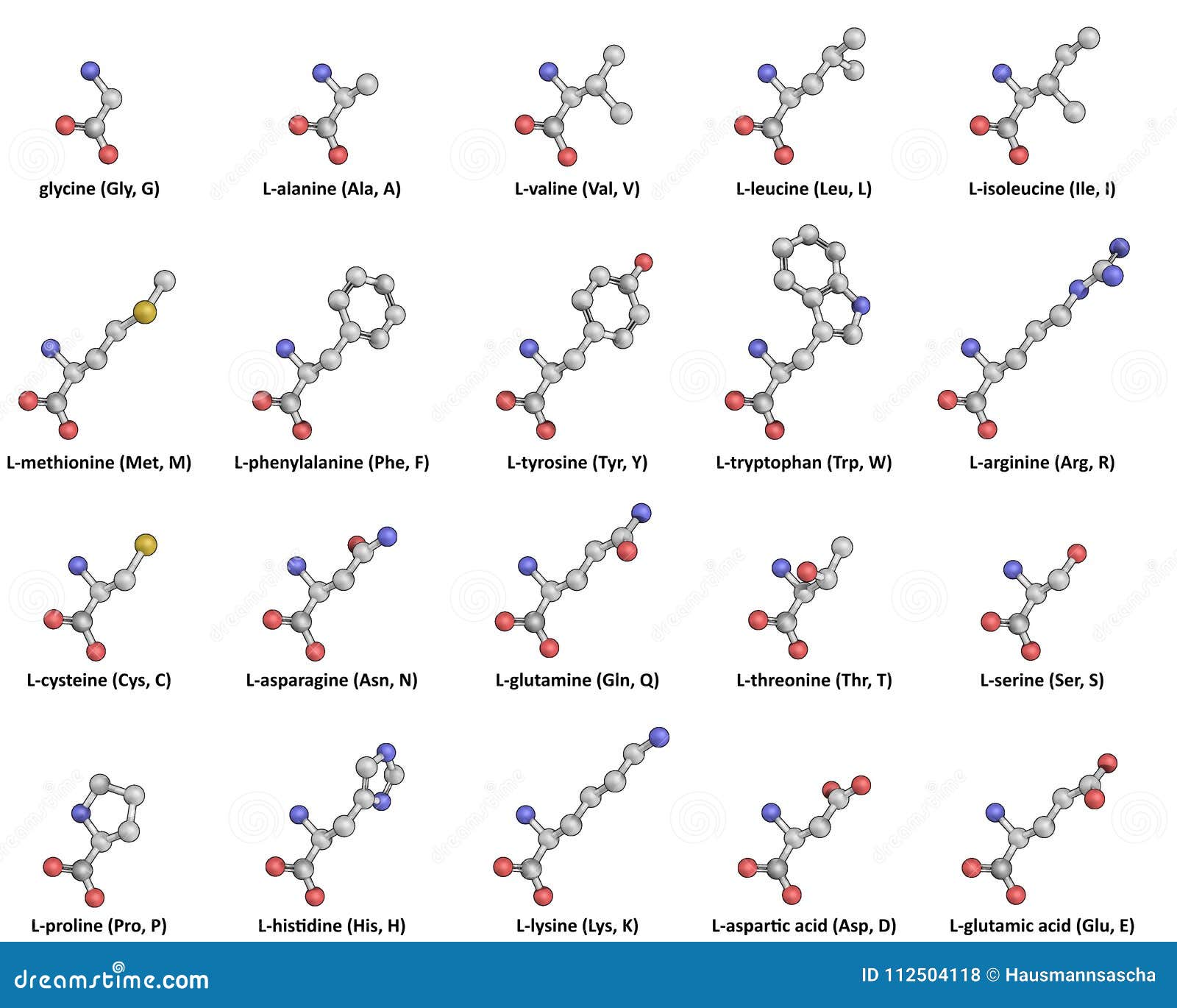 download amino acid structure