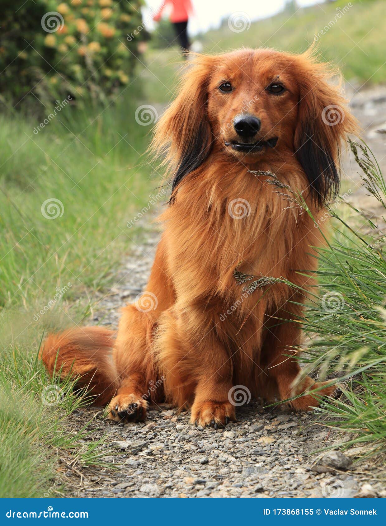 Standard Long-haired Dachshund Sits with Happy Face and Waits for Her  Owner. Obedient and Smooth Sausage Dog Stock Image - Image of brown, eyes:  173868155