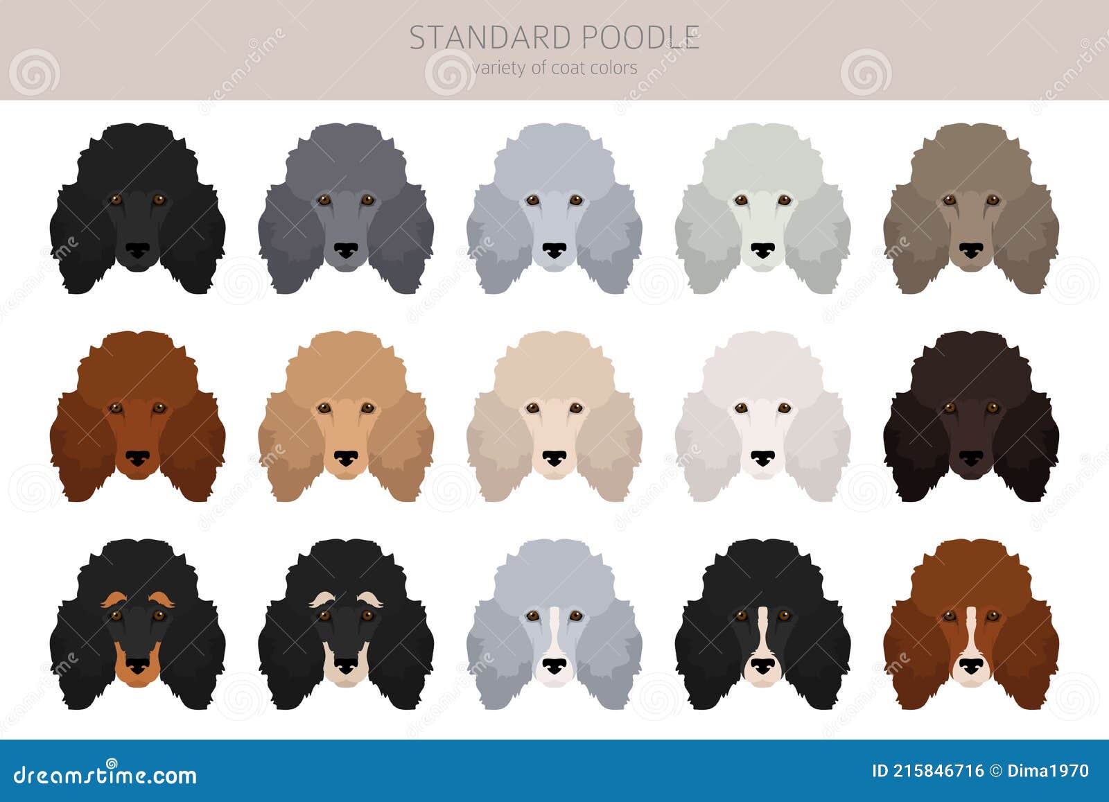standard poodle coats