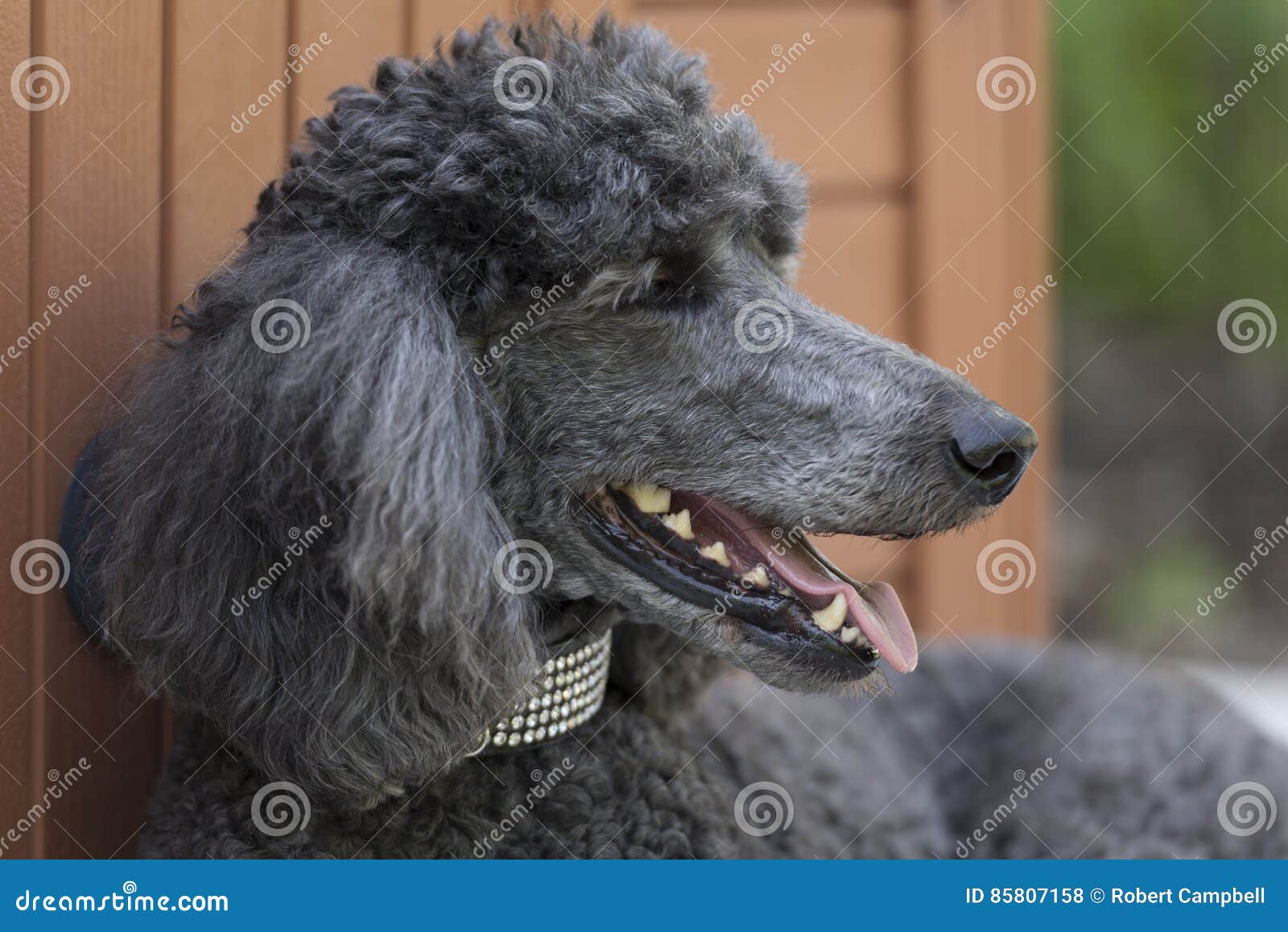 Standard Poodle Dog in Bedazzled Collar Reclining Stock Photo Image
