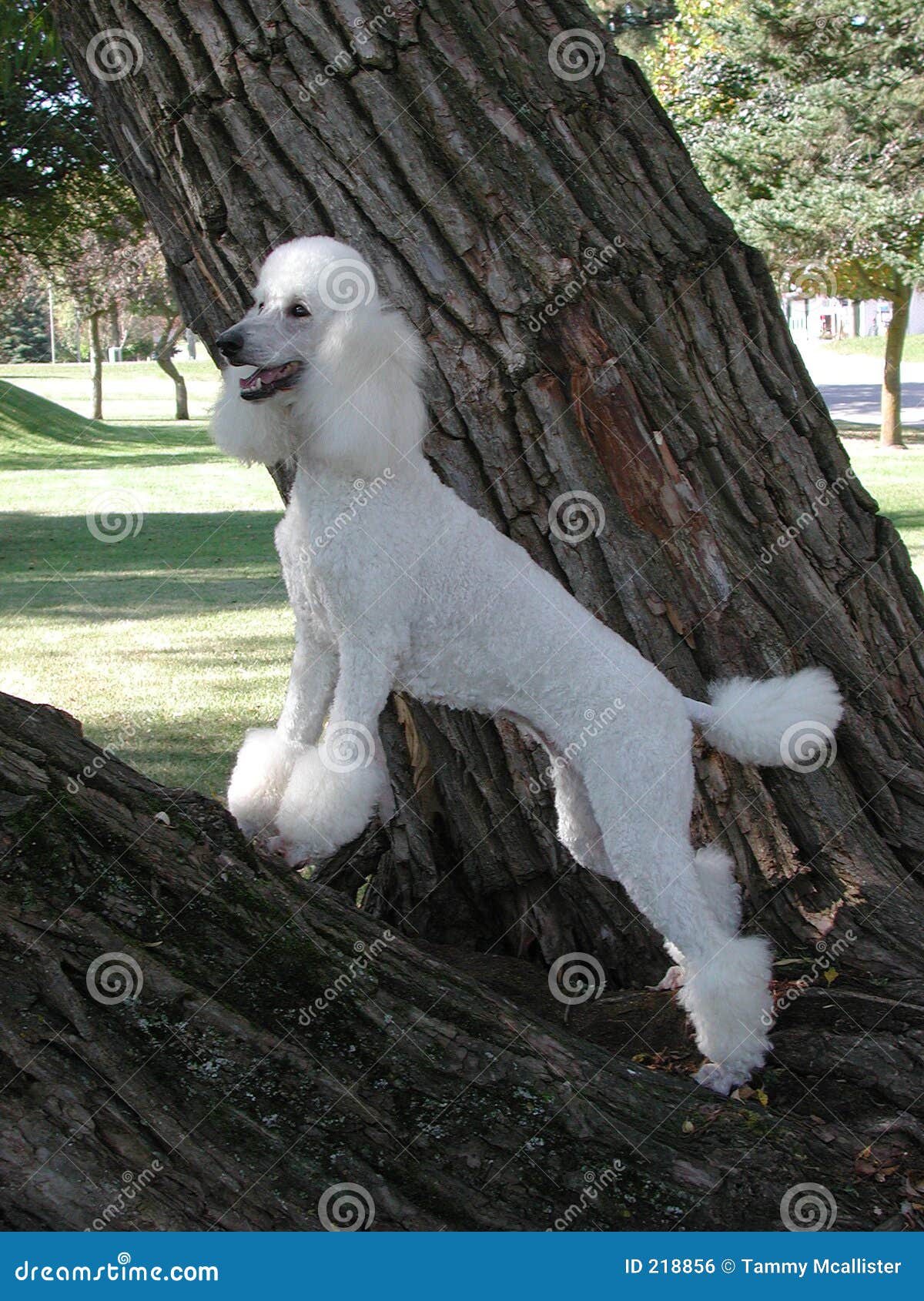 standard poodle in tree