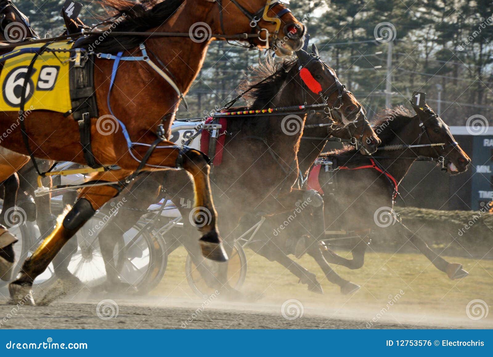 Standardbred Horse Race editorial photo. Image of colt 12753576
