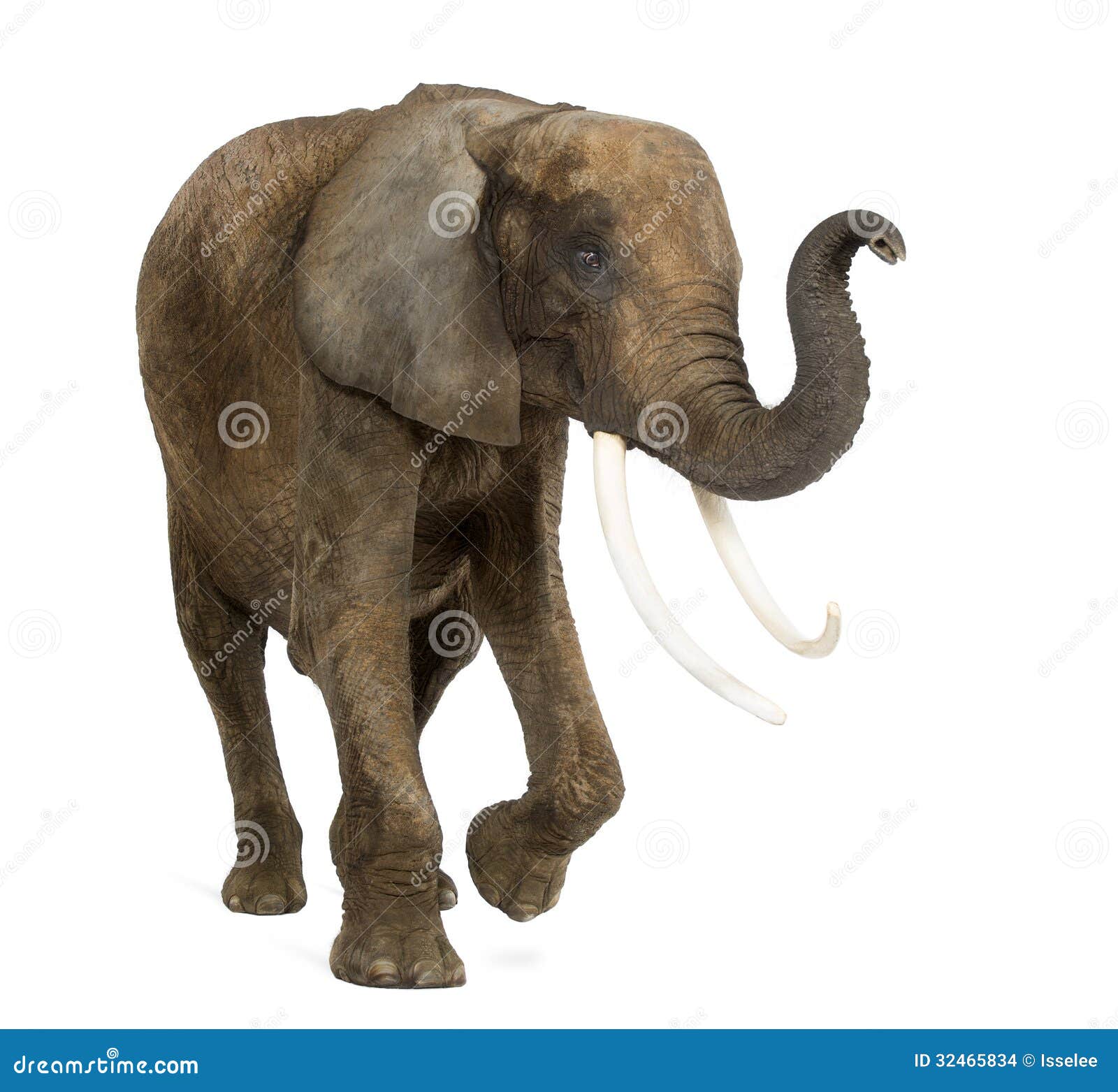 List 104+ Images how much weight can an elephant lift with its trunk Superb