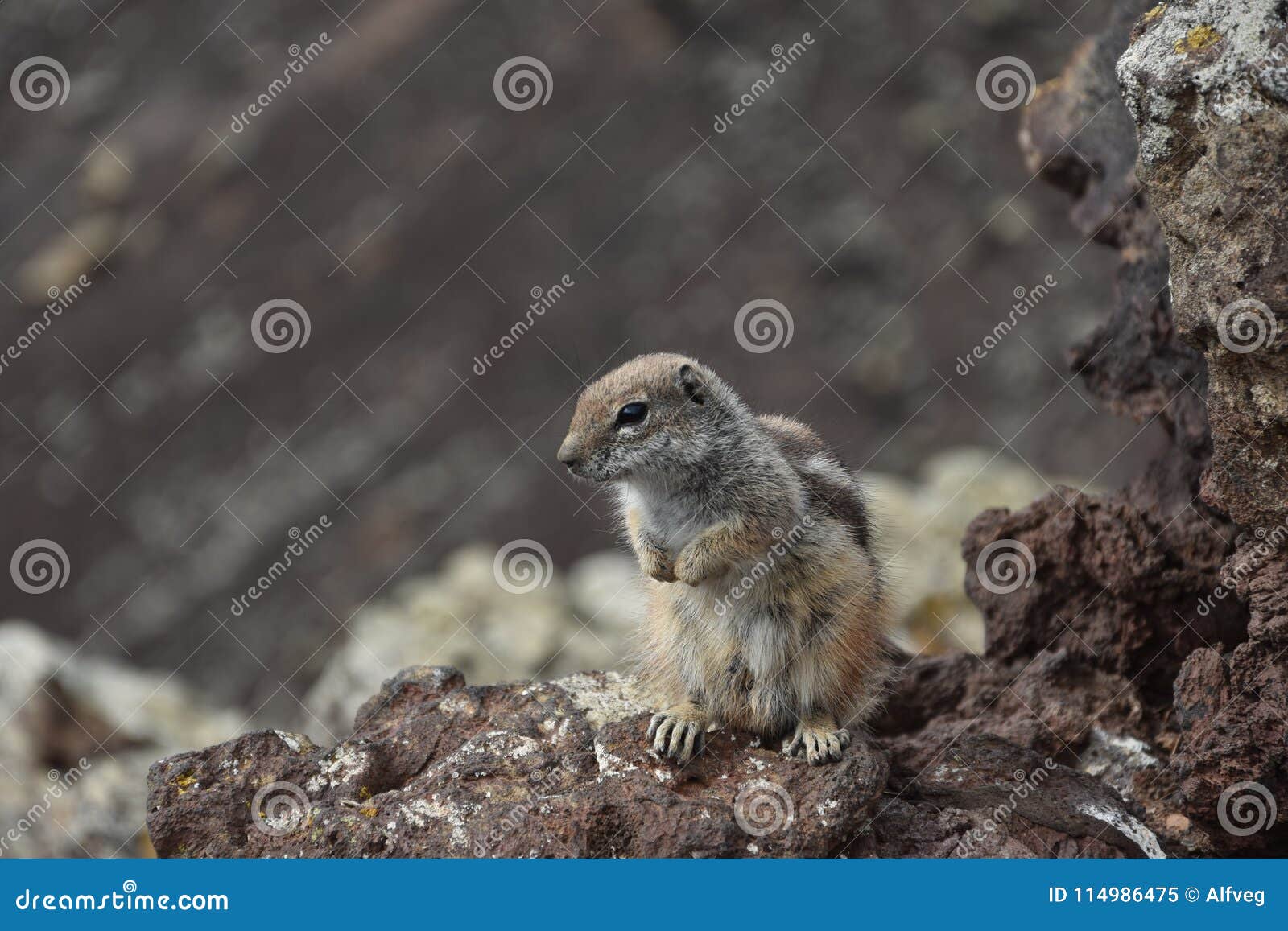 standing barbary ground squirrel chipmunk