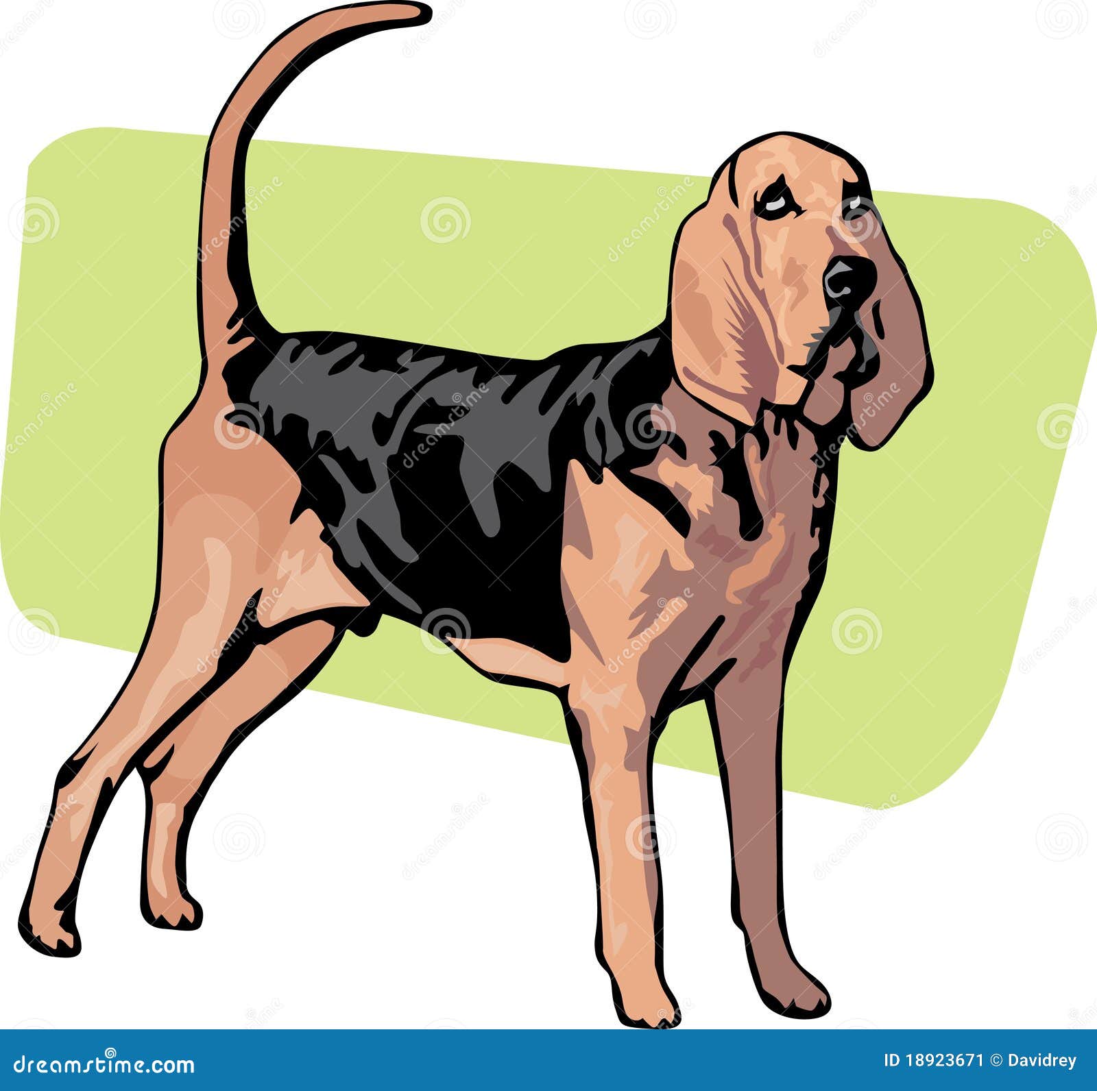 https://thumbs.dreamstime.com/z/standing-bloodhound-breed-dog-18923671.jpg