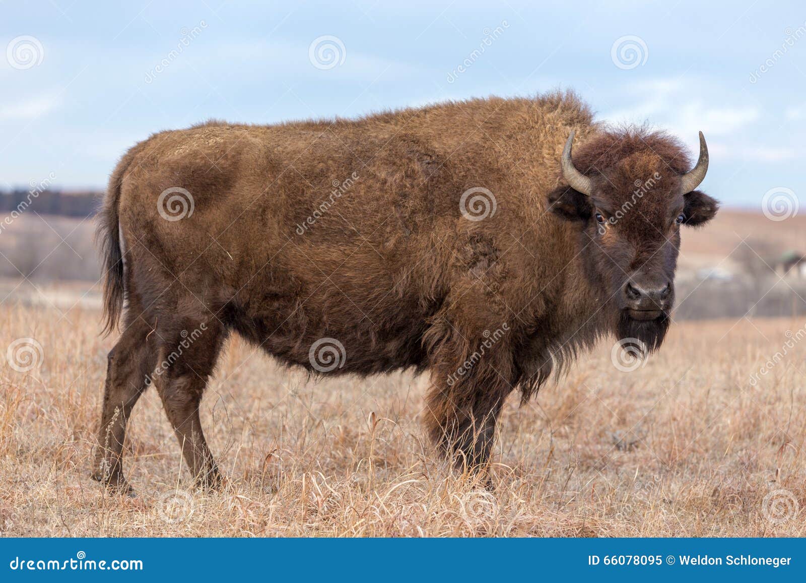 standing brown bison, kansas
