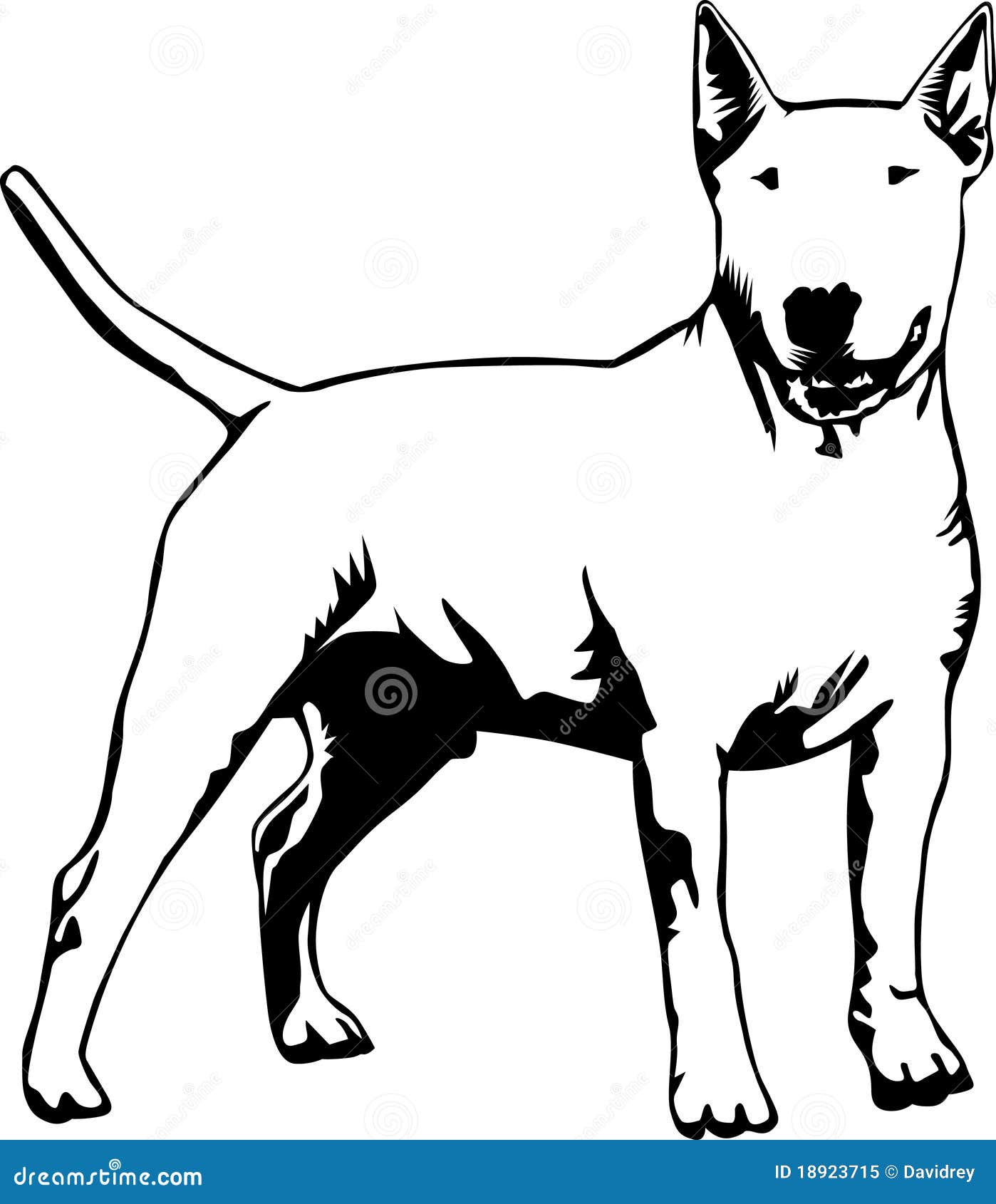 Standing bull terrier stock illustration. Illustration of standing